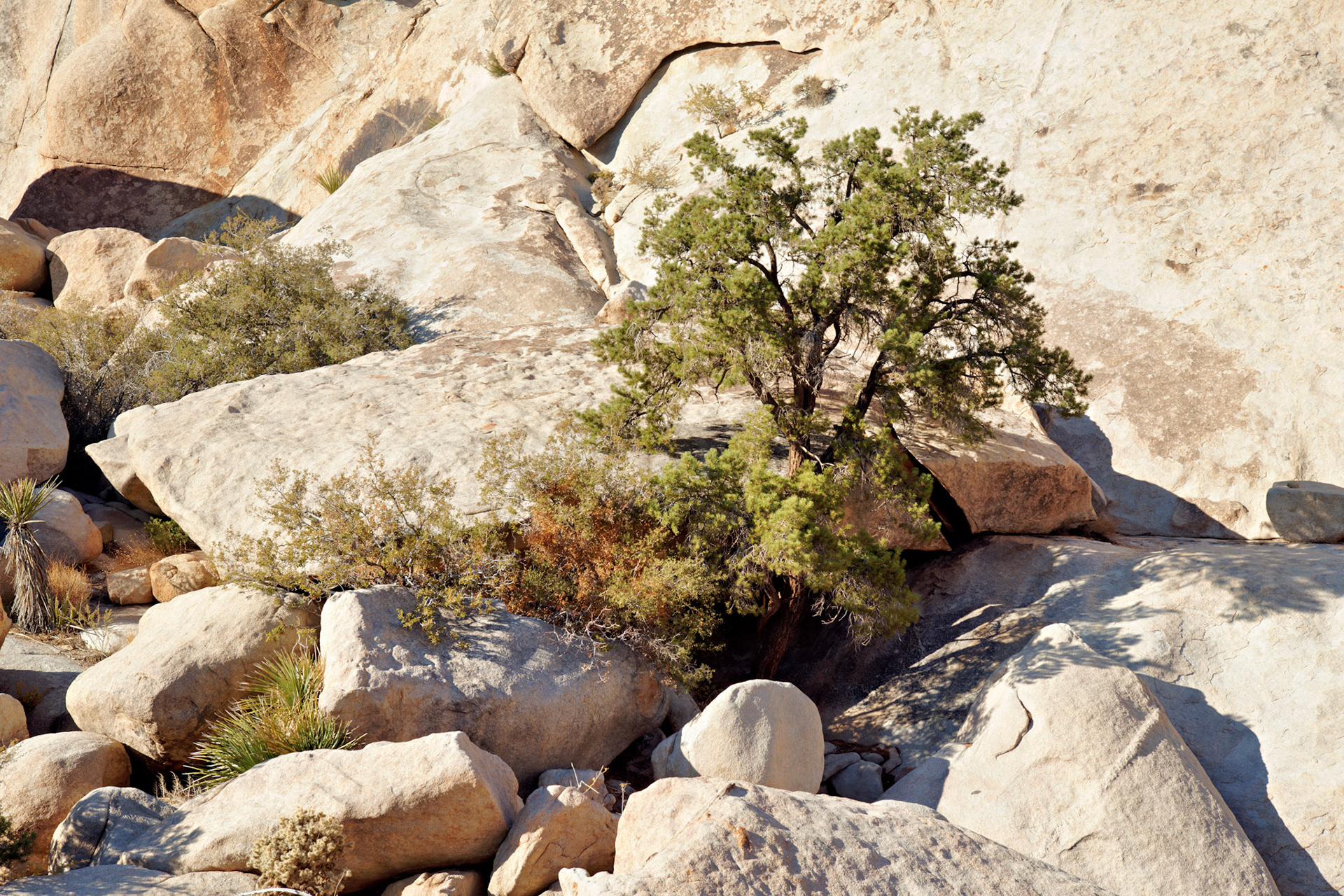CA_JoshuaTree_20111114_0218_PS