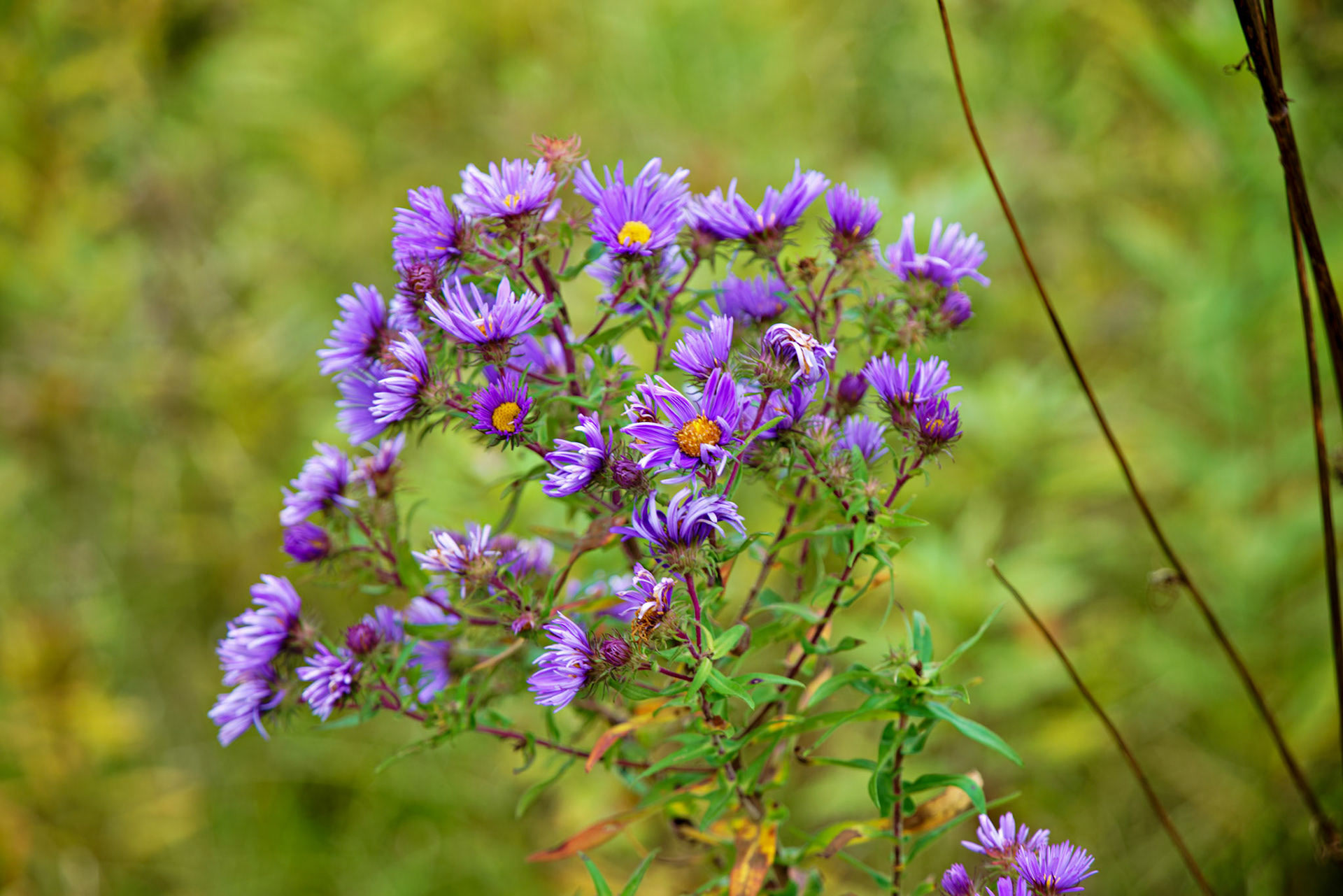 Flowers_20141016_0764_PS