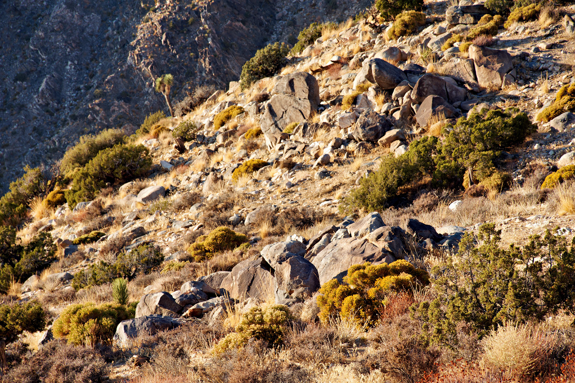 CA_JoshuaTree_20111114_0269_PS
