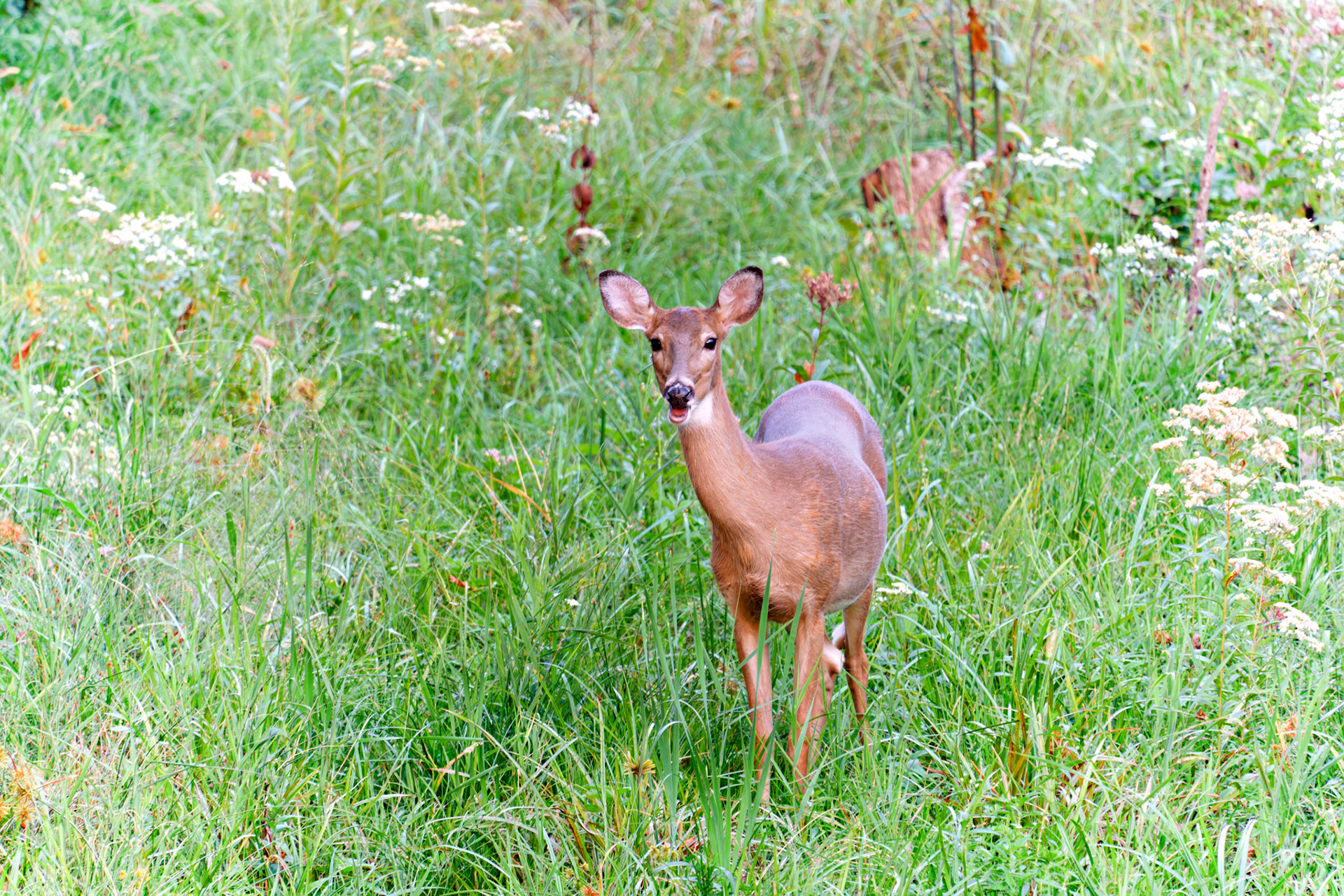 Wildlife__FXT1538