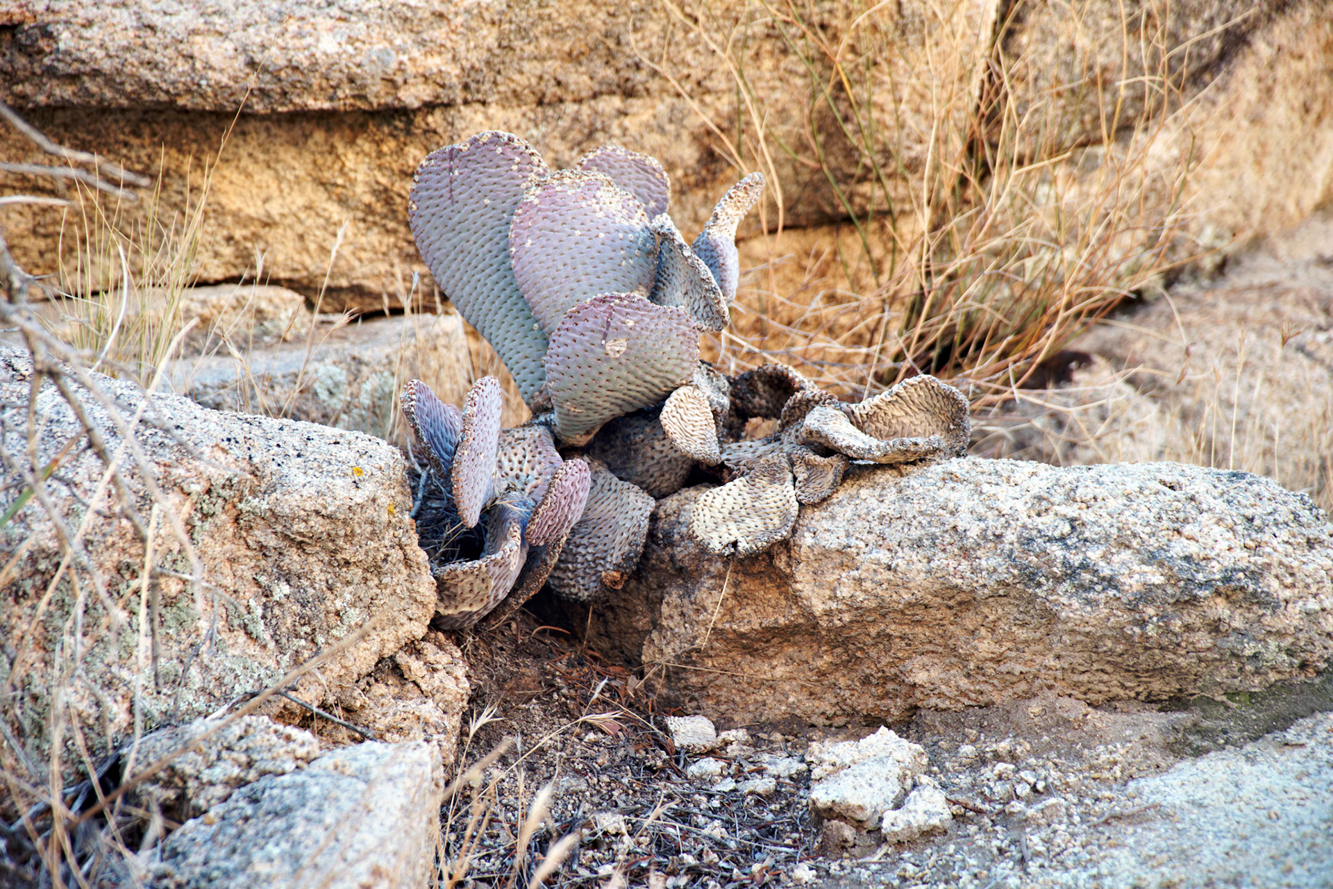 CA_JoshuaTree_20111114_0184_PS