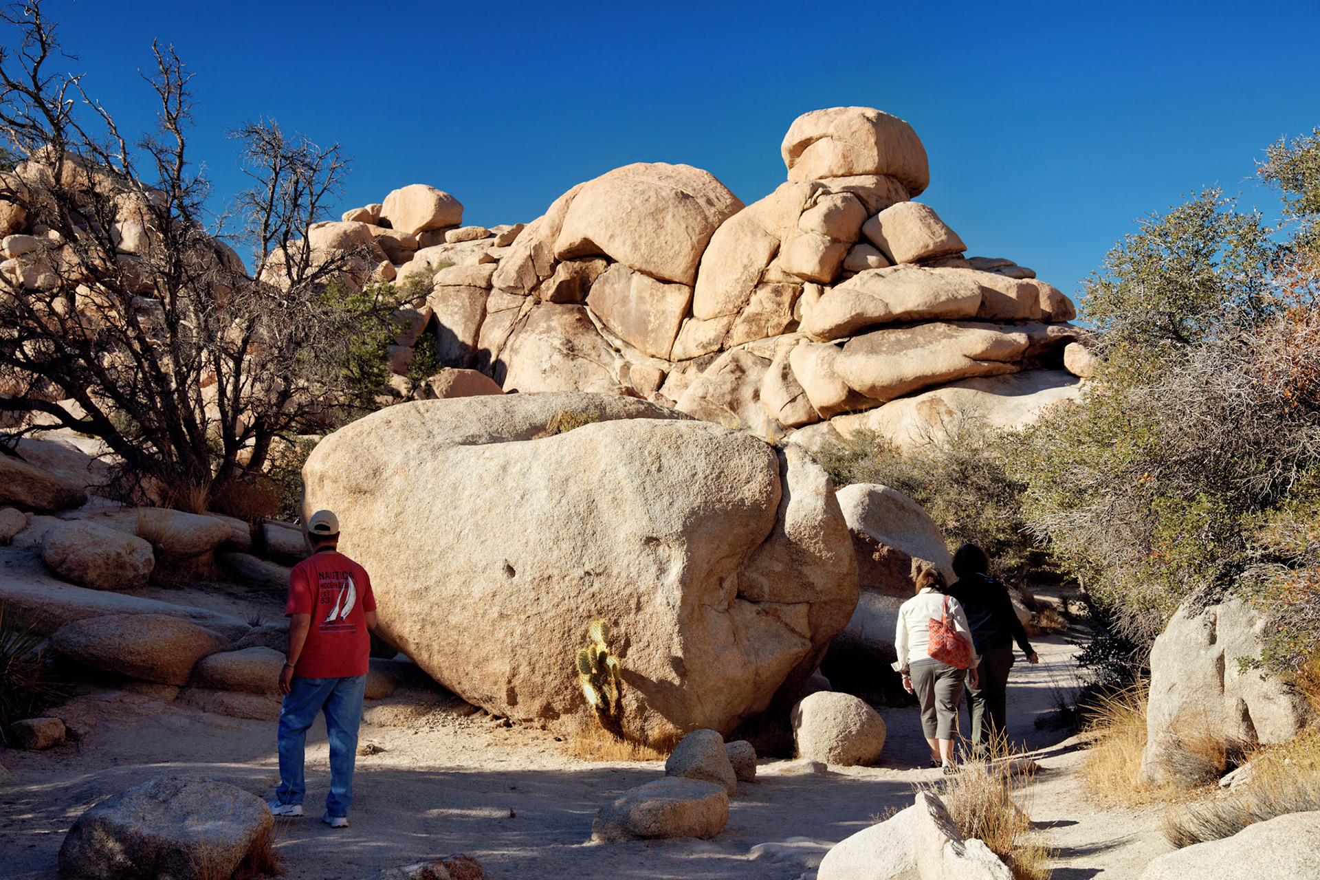 CA_JoshuaTree_20111114_0186_PS