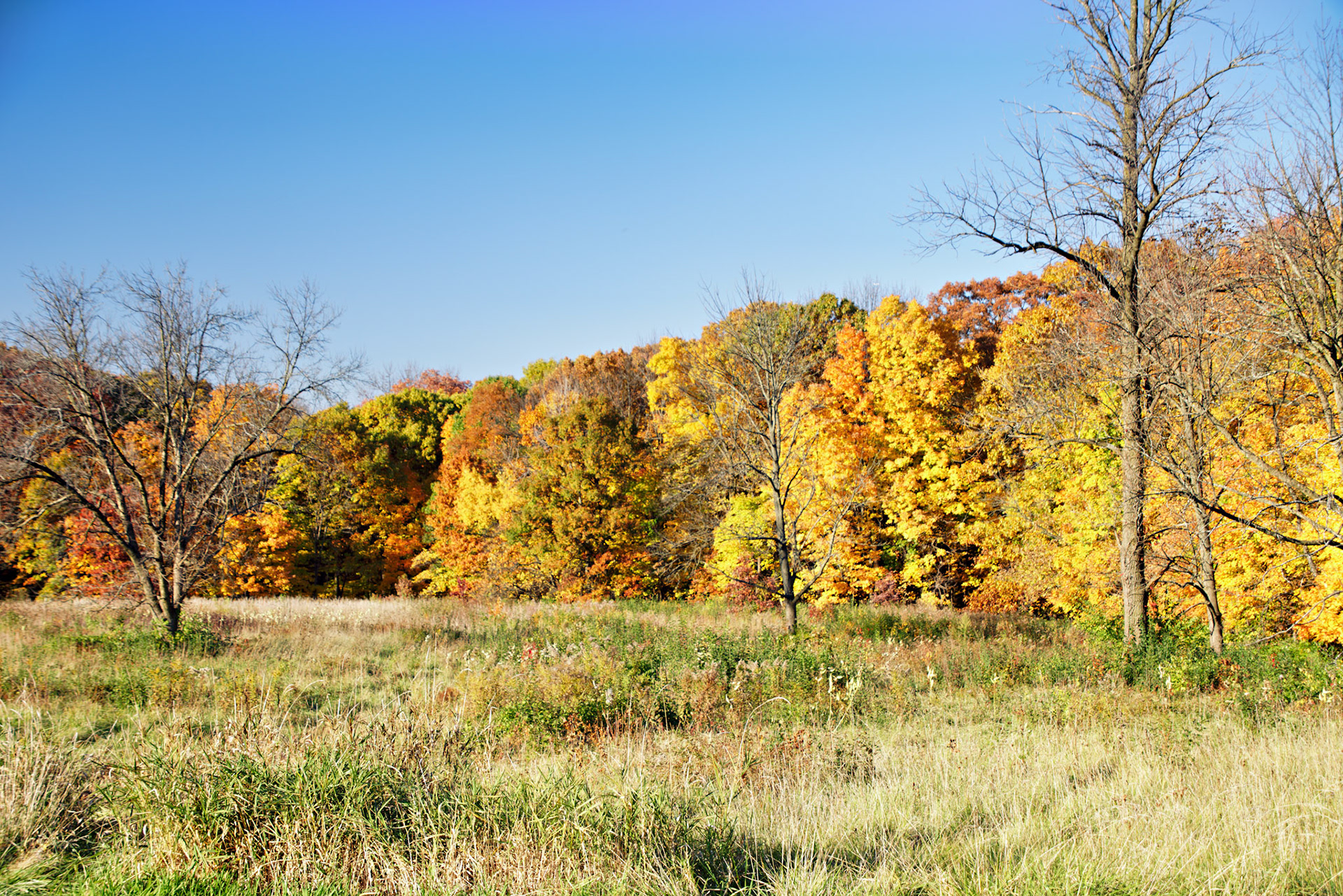 IL_Morton Arboretum_20141022_0623_PS