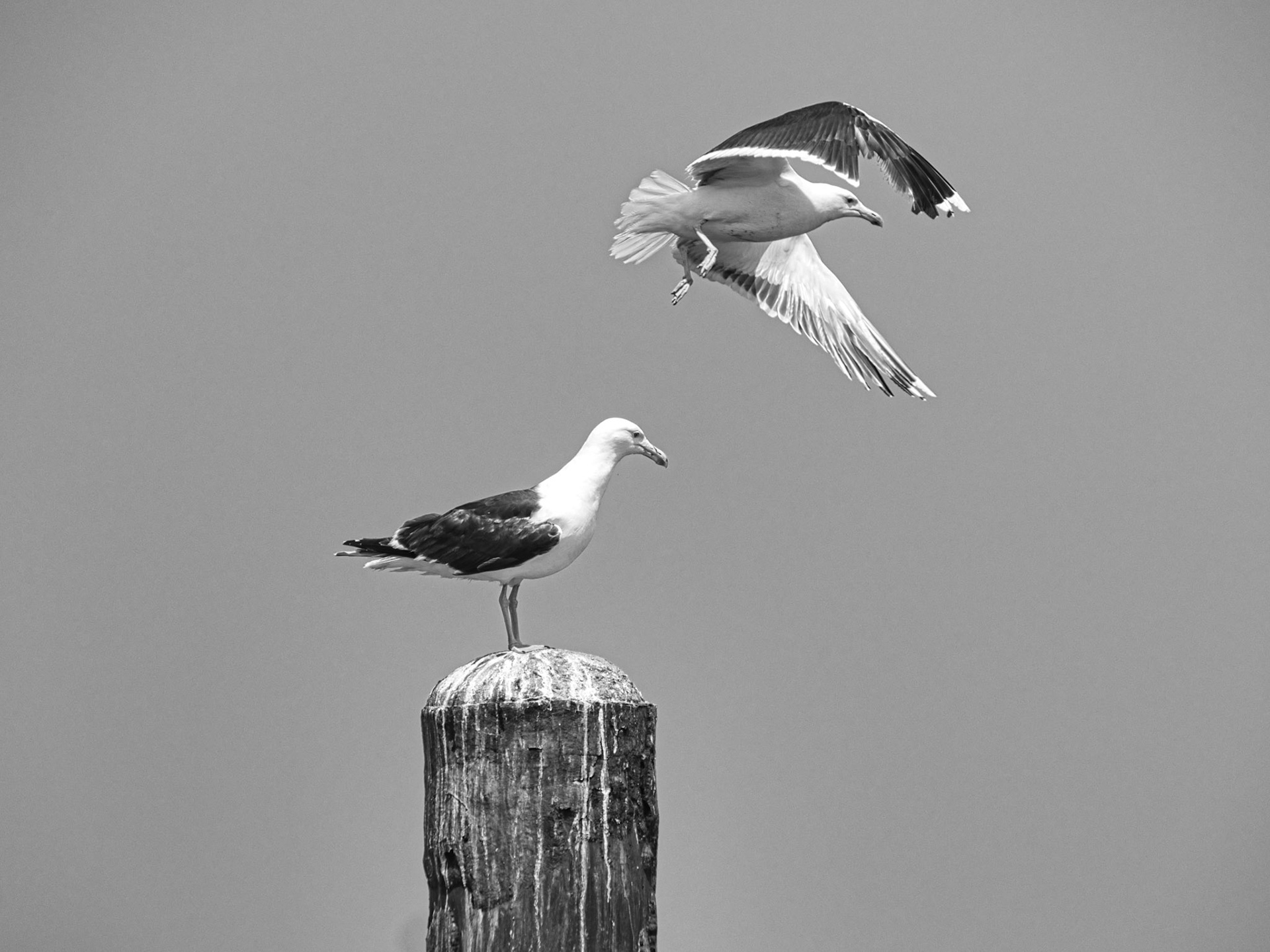 BW__1015560__LU-BW