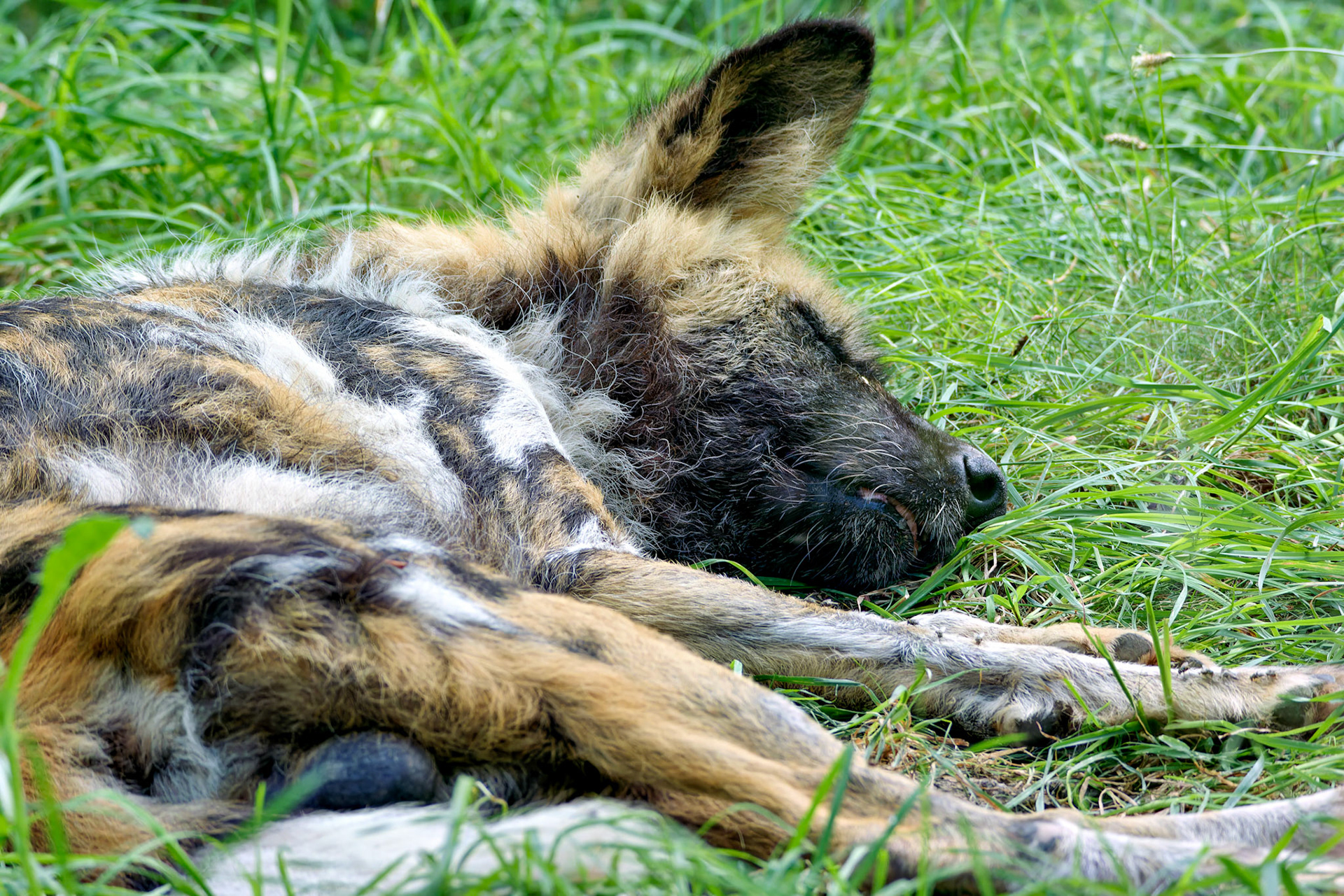 Wildlife_20140718_0504_PS