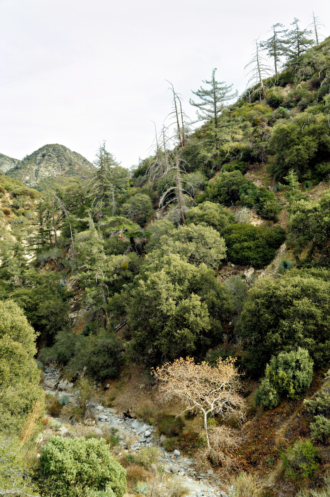 CA_LA_20051220_0261_PS
