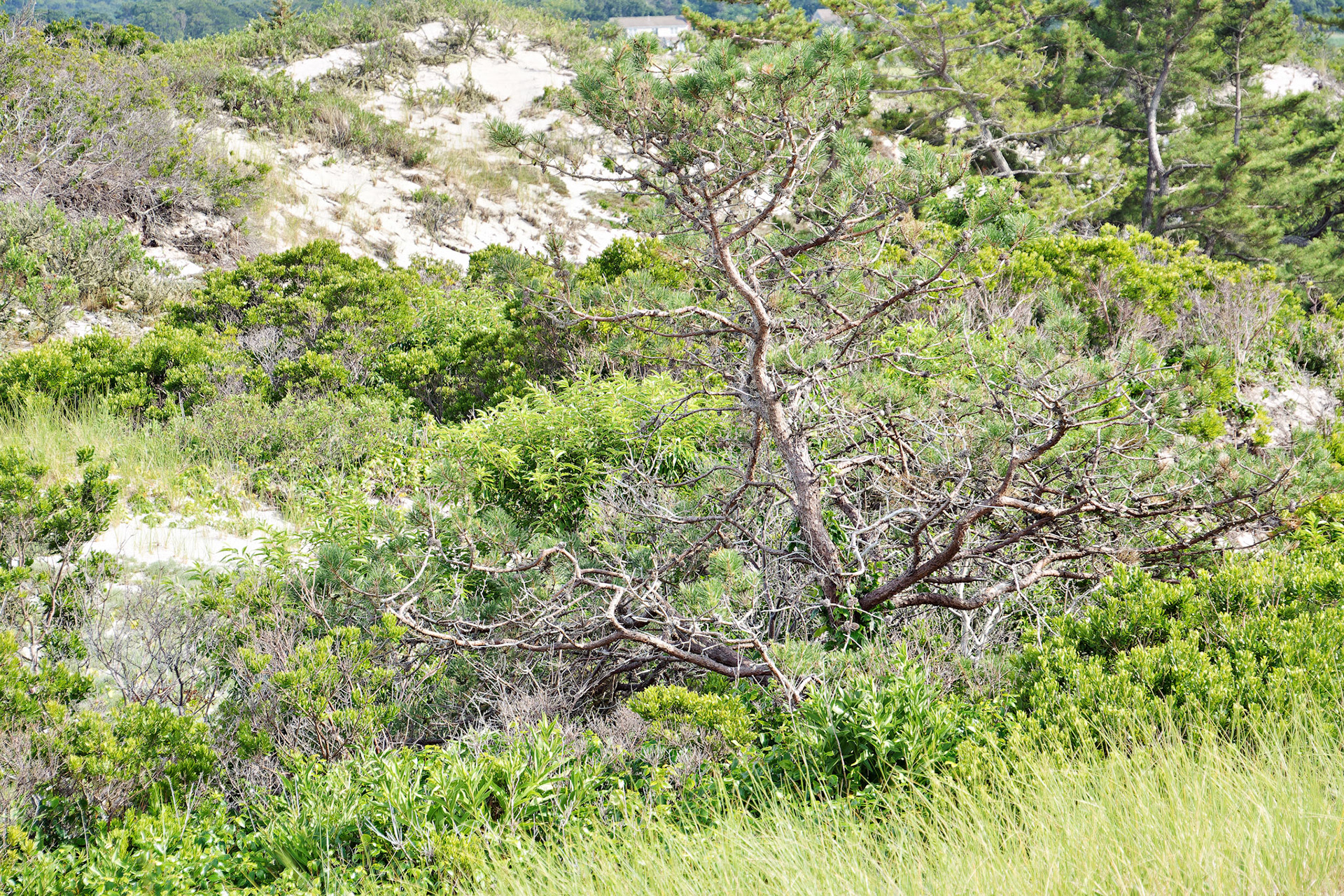 MA_CapeCod_20150717_0062_PS