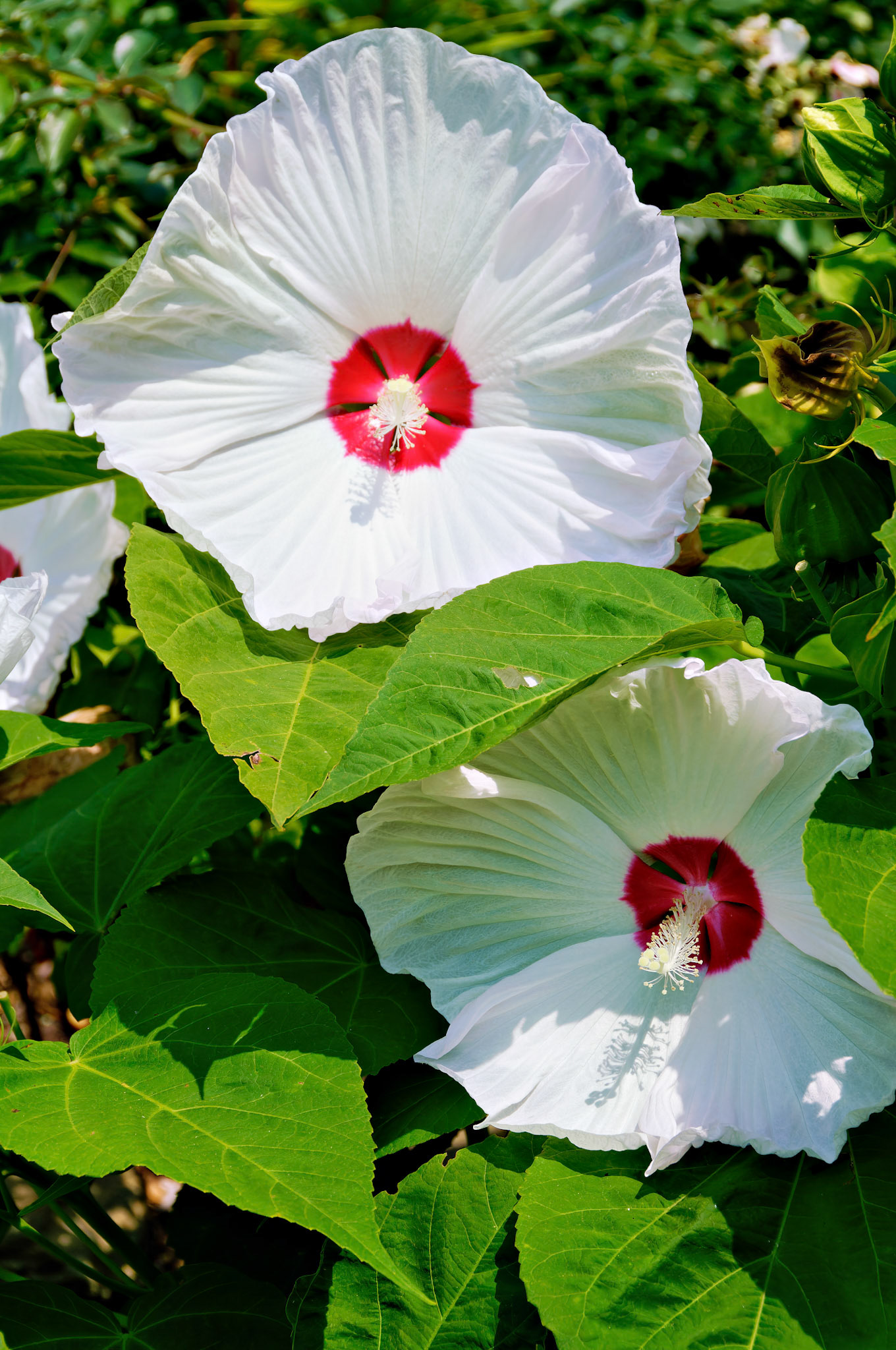 Flowers_20080814_0401_PS