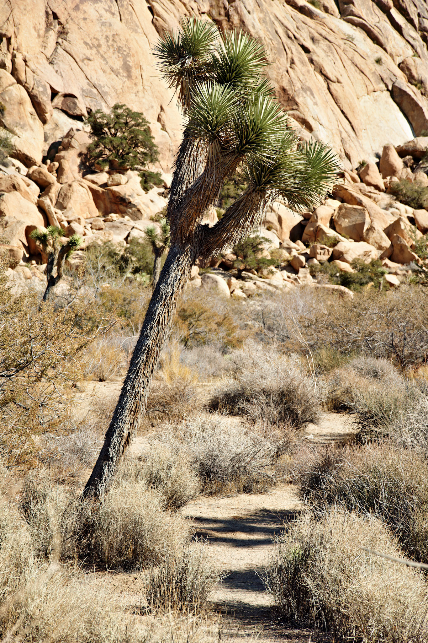 CA_JoshuaTree_20111114_0164_PS