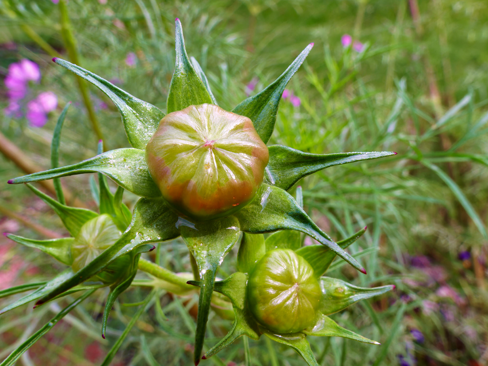 Flowers_20090926_0490_PS