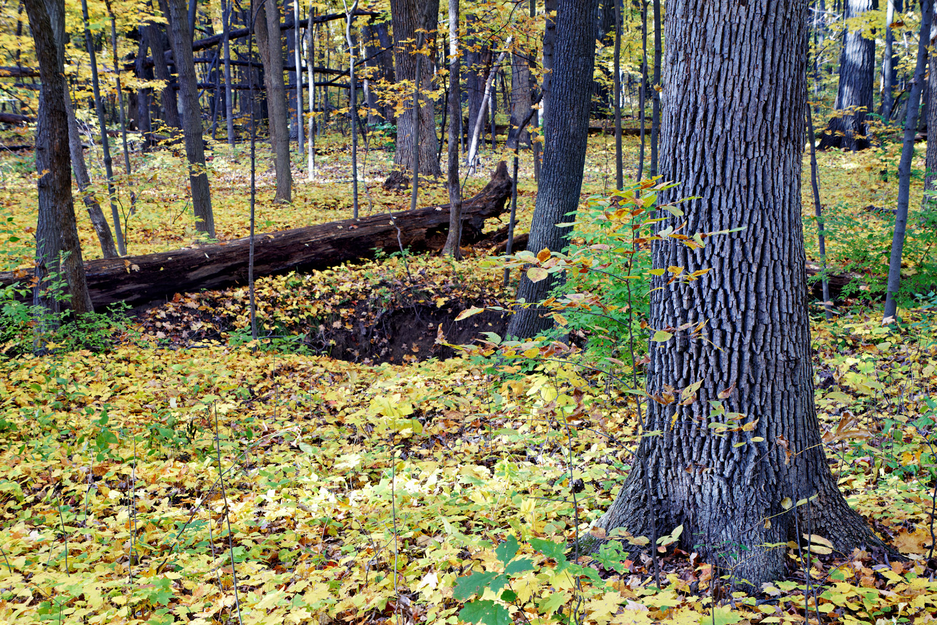 IL_Morton Arboretum_20141022_0611_PS