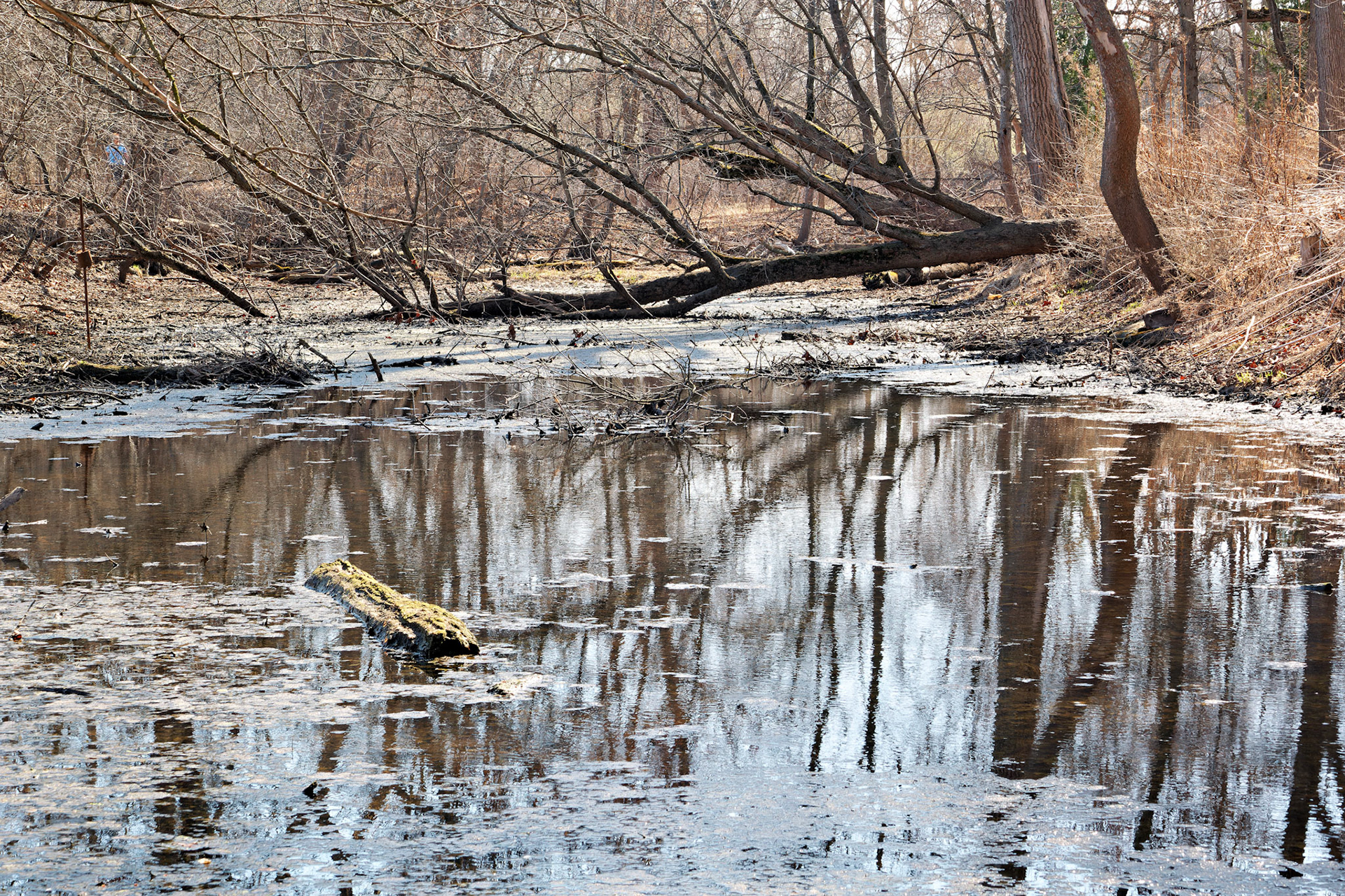IL_Morton Arboretum_20150402_0654_PS