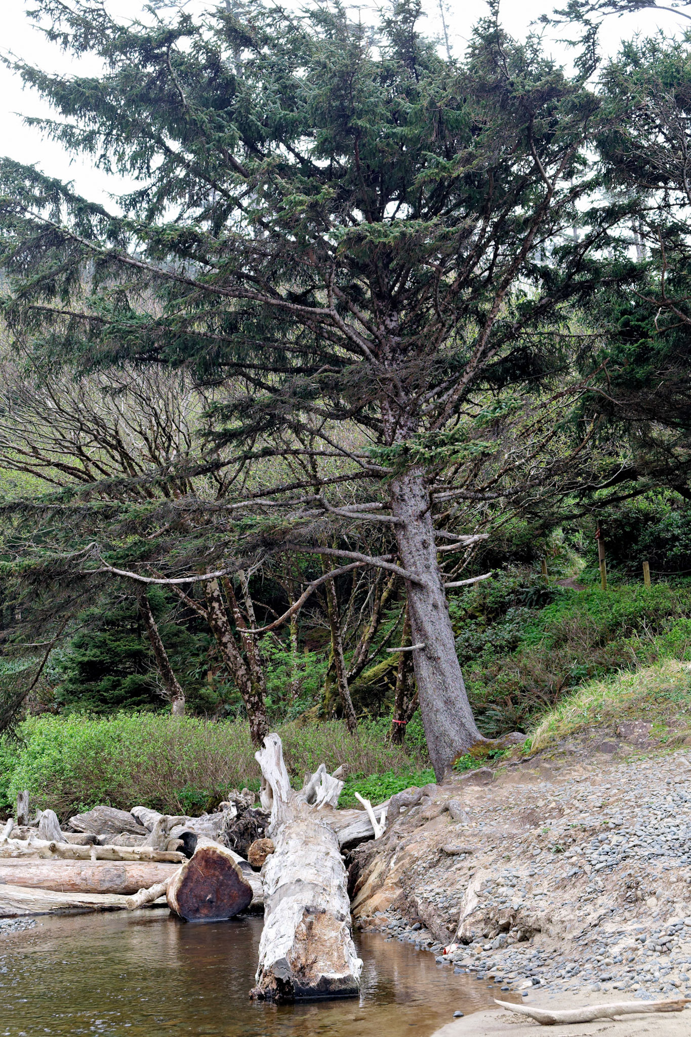 OR_Coast_20130418_0087_PS
