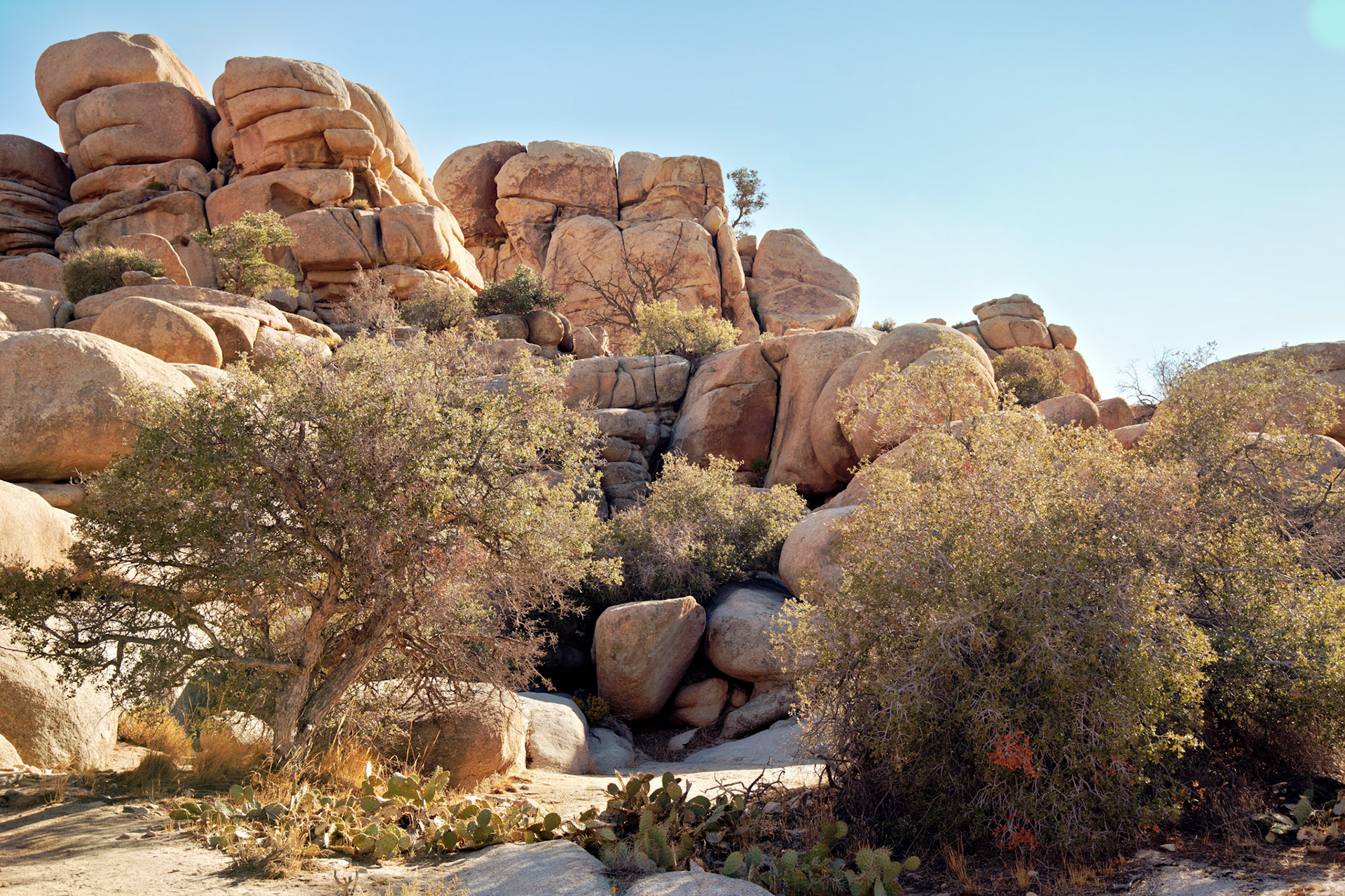 CA_JoshuaTree_20111114_0200_PS