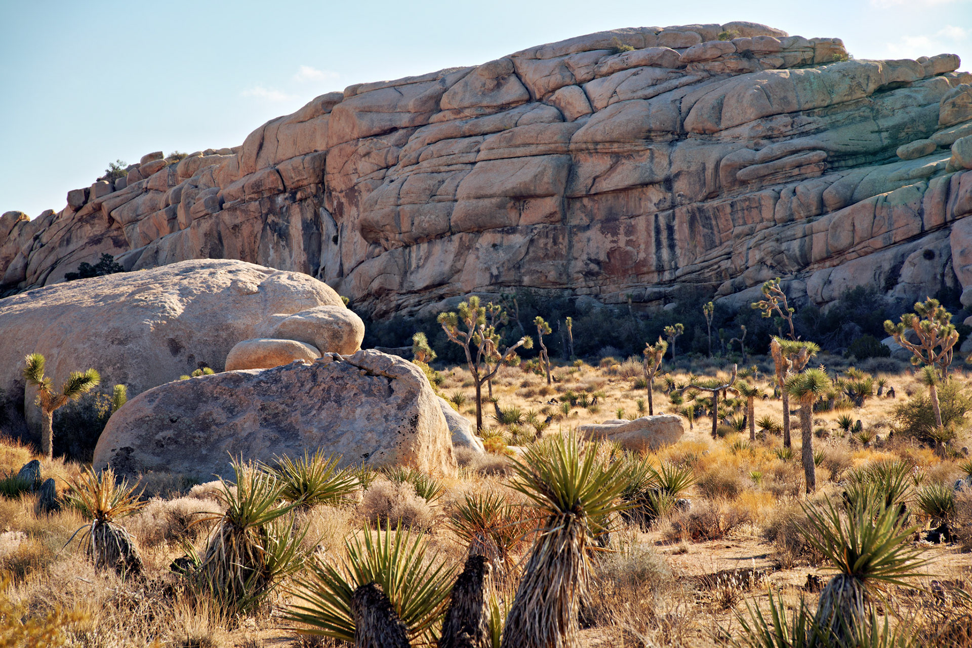 CA_JoshuaTree_20111114_0242_PS