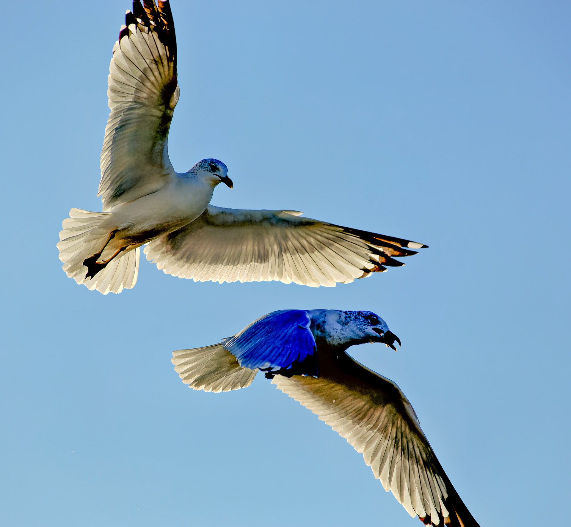 Birds_Wildlife_20051102_0138_PS