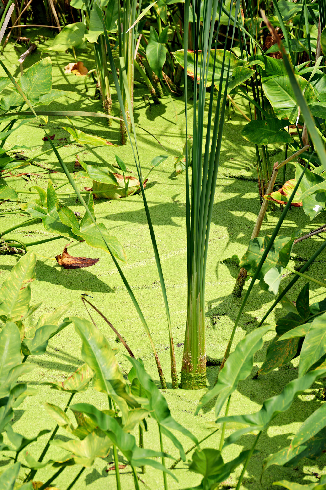 MI_New BuffaloArea_20160809_0184_PS