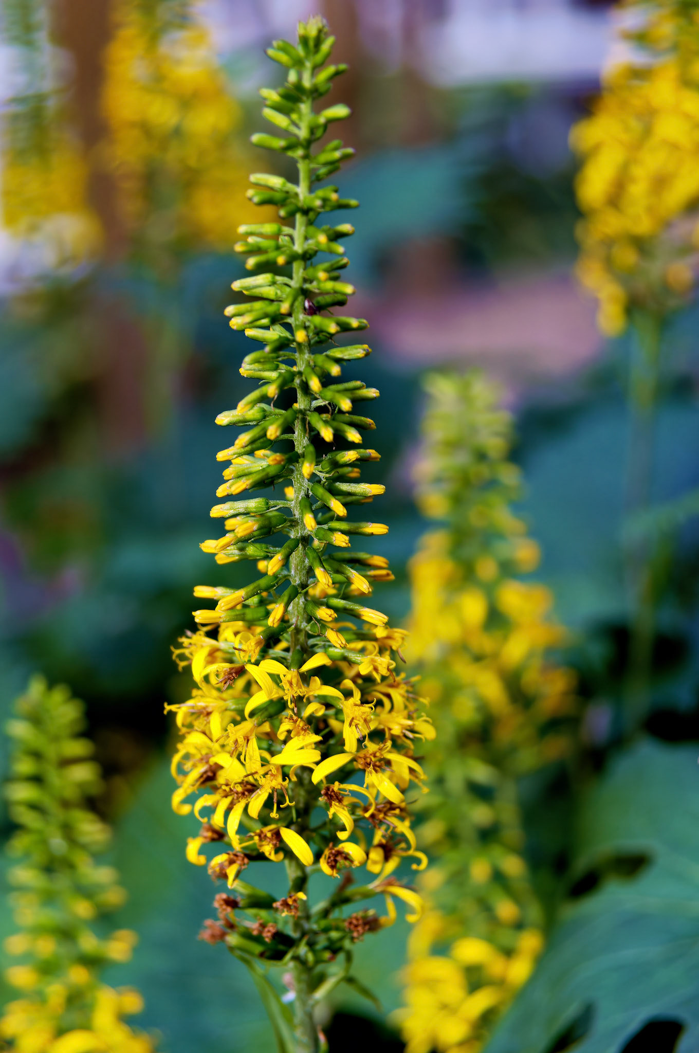 Flowers_20050717_0270_PS