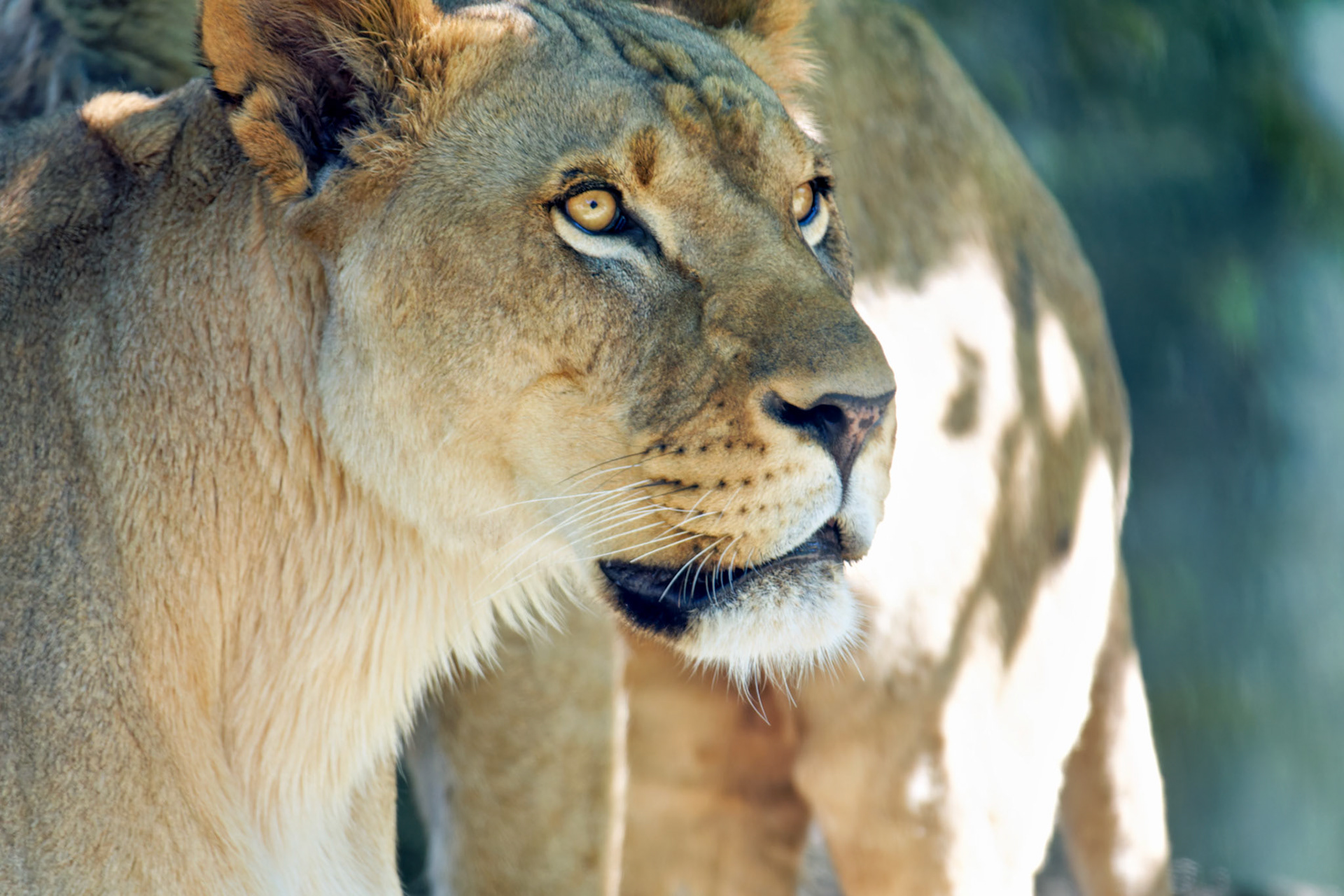 Wildlife_IN_Indianapolis Zoo_20170608_0247_PS