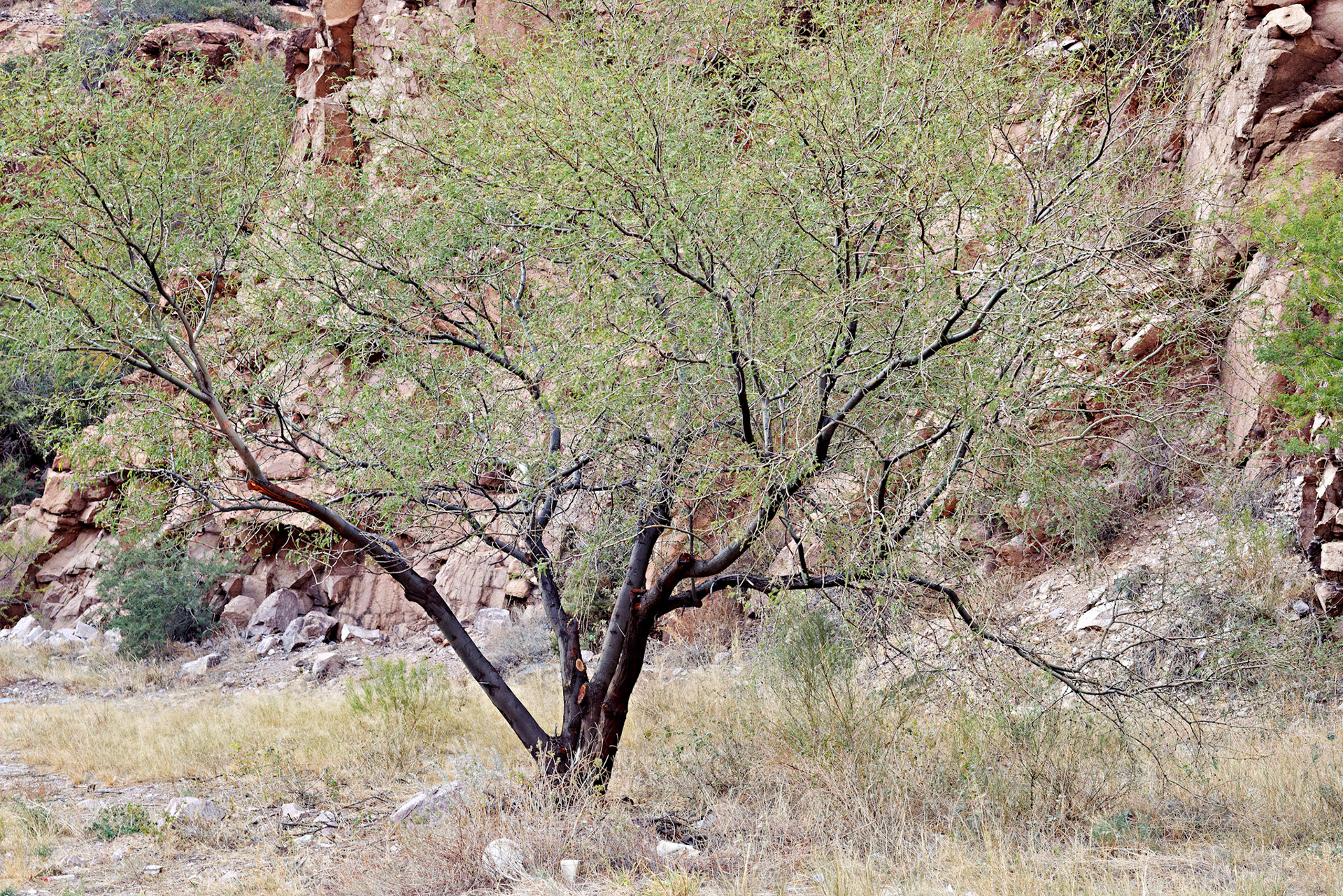 AZ_20121210_0466_PS.dng