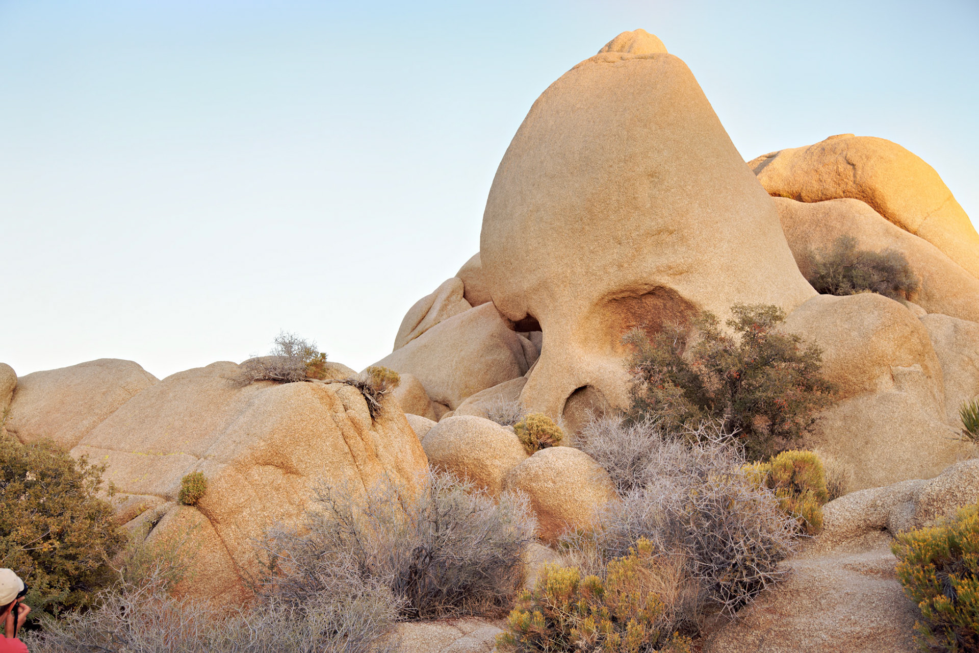 CA_JoshuaTree_20111114_0279_PS