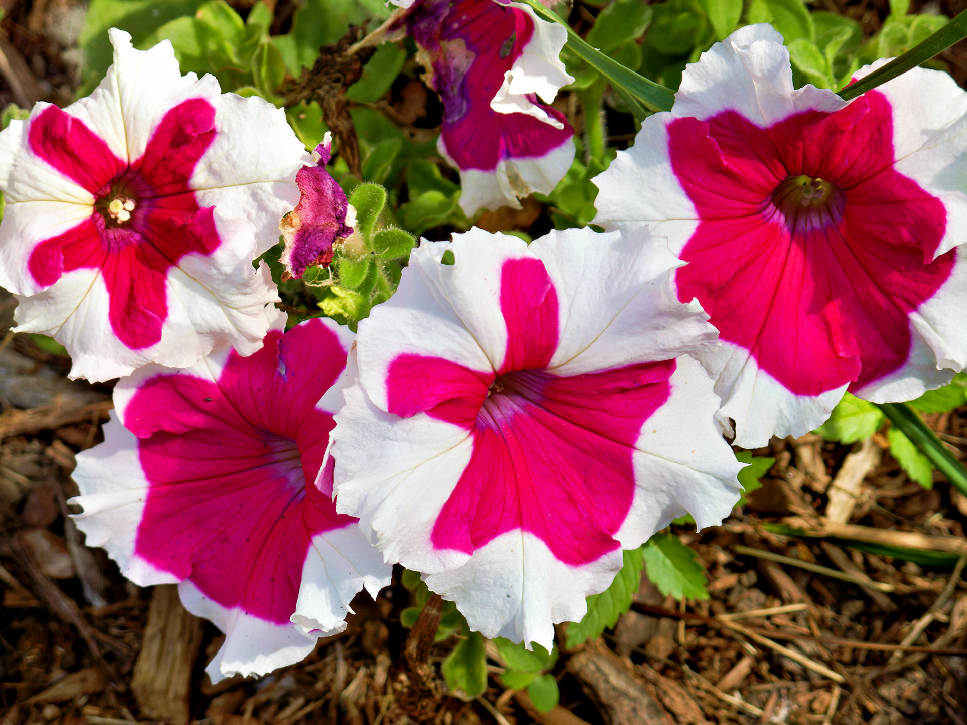 Flowers_20090706_0421_PS