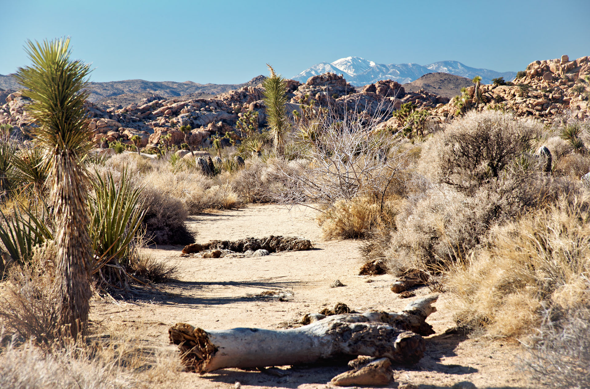CA_PalmSprings_20090115_0253_PS