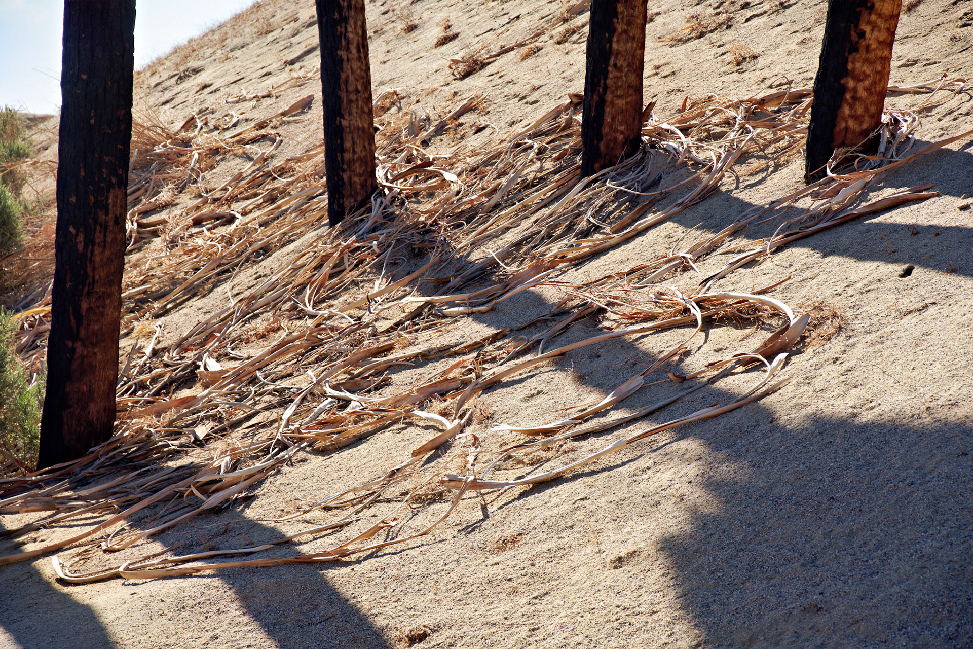 CA_PalmSprings_20111117_0486_PS