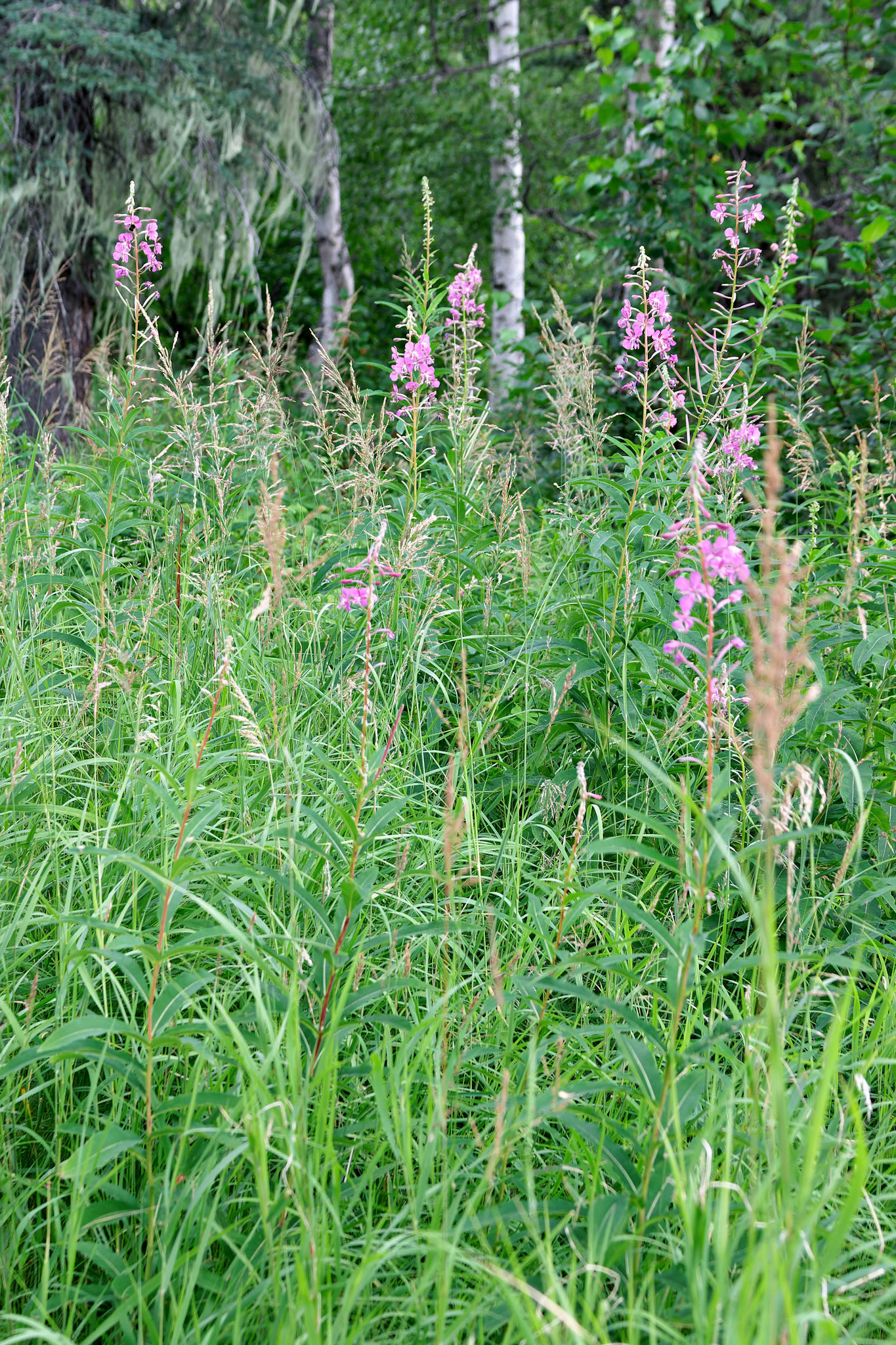 Flowers_20030805_0149_PS