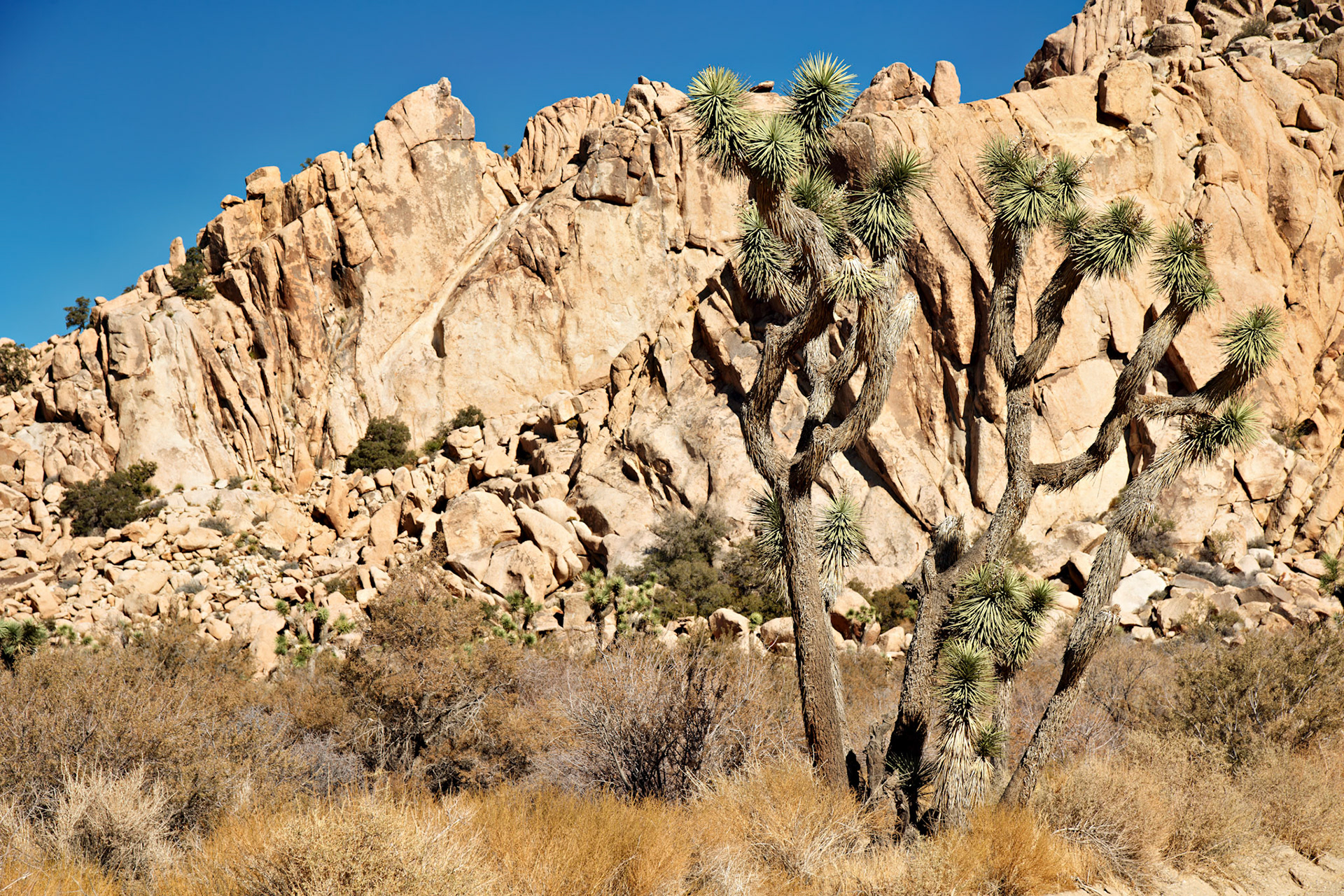CA_JoshuaTree_20111114_0160_PS