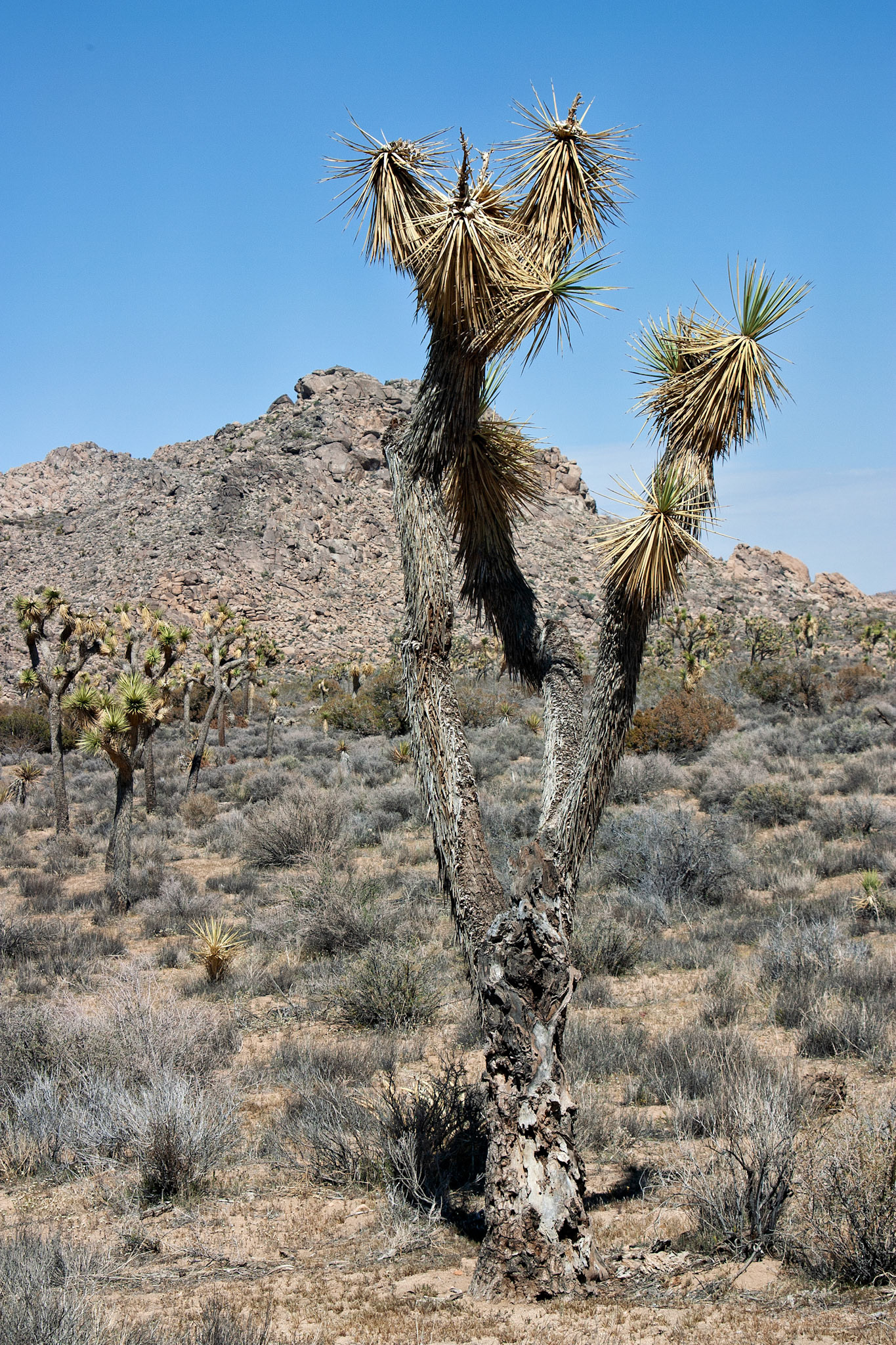 CA_JoshuaTree_20030514_0004_PS