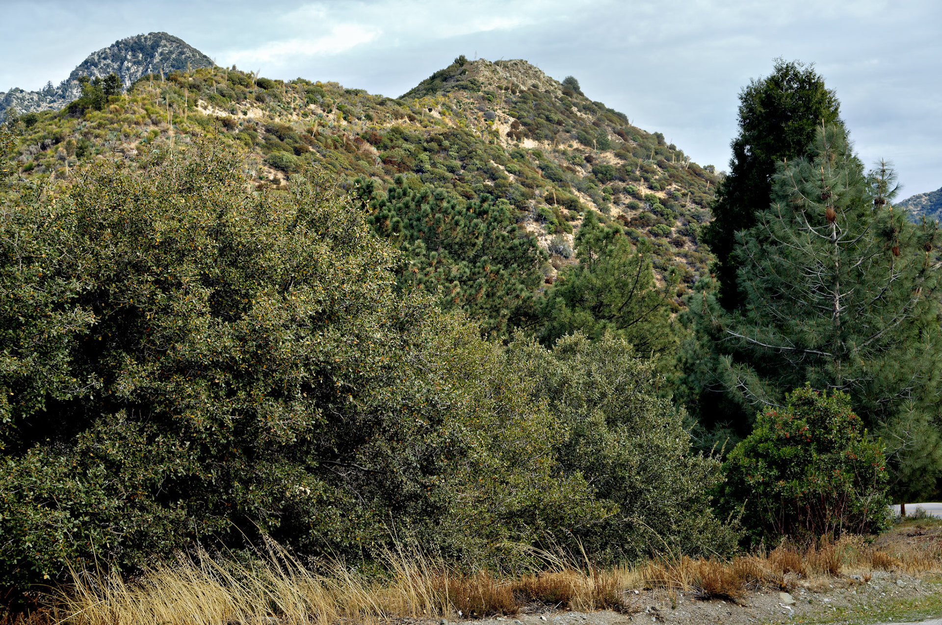 CA_LA_20051220_0272_PS
