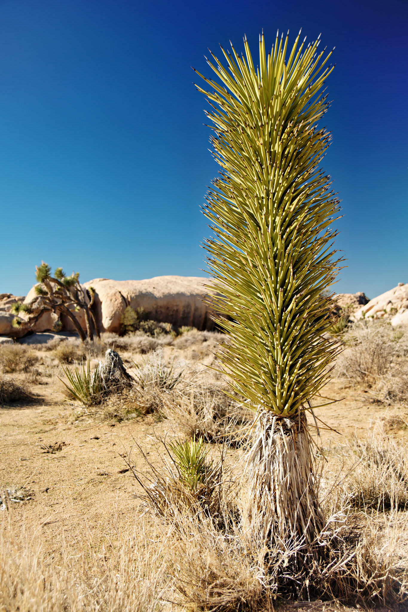 CA_PalmSprings_20090115_0256_PS