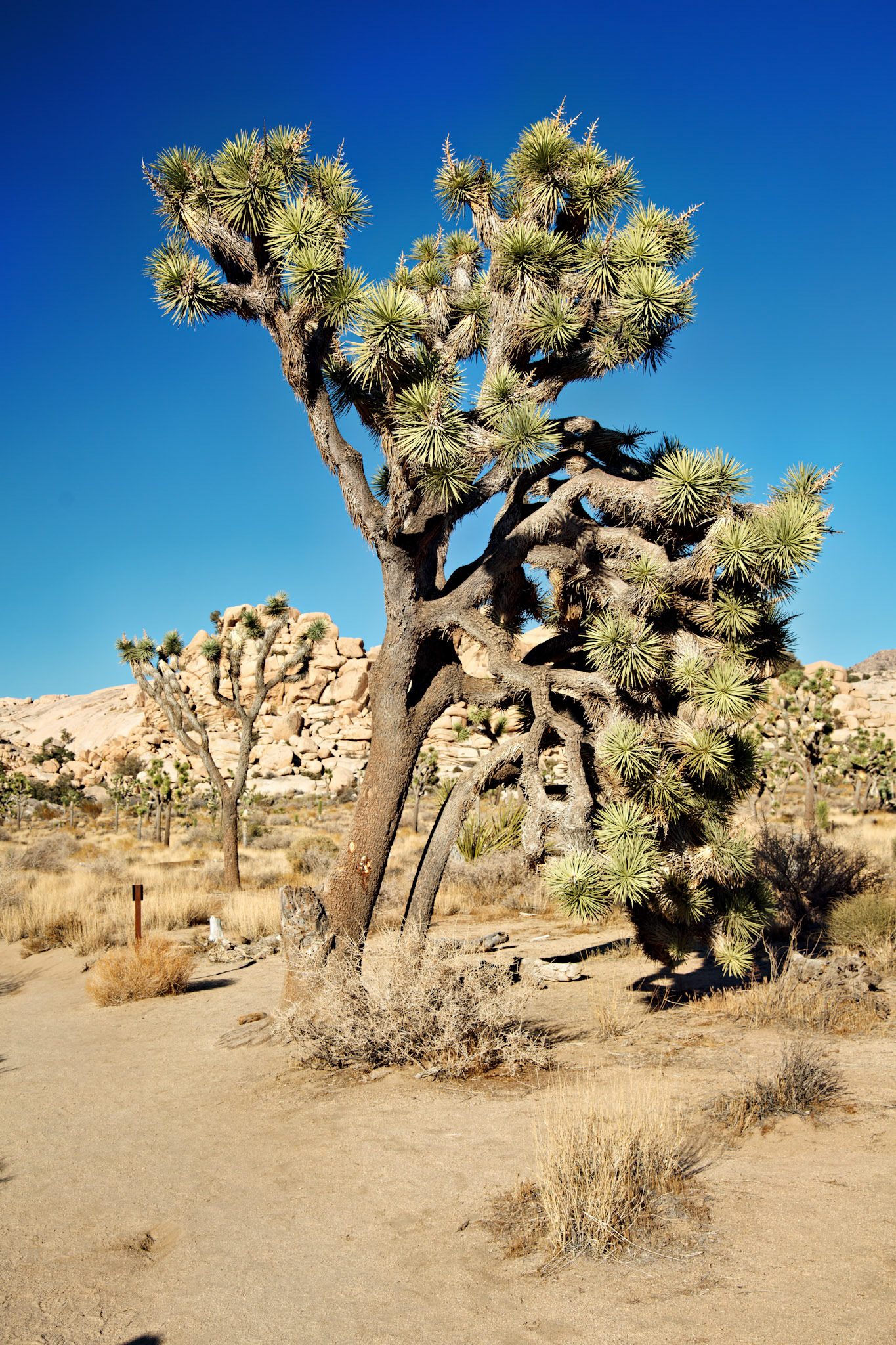 CA_JoshuaTree_20111114_0243_PS