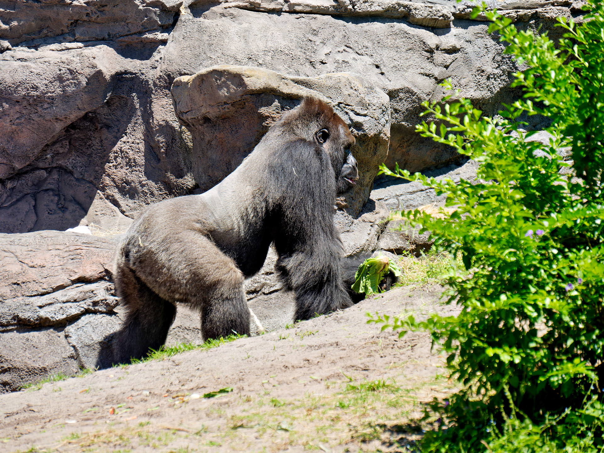 Wildlife_20180425_0743_PS
