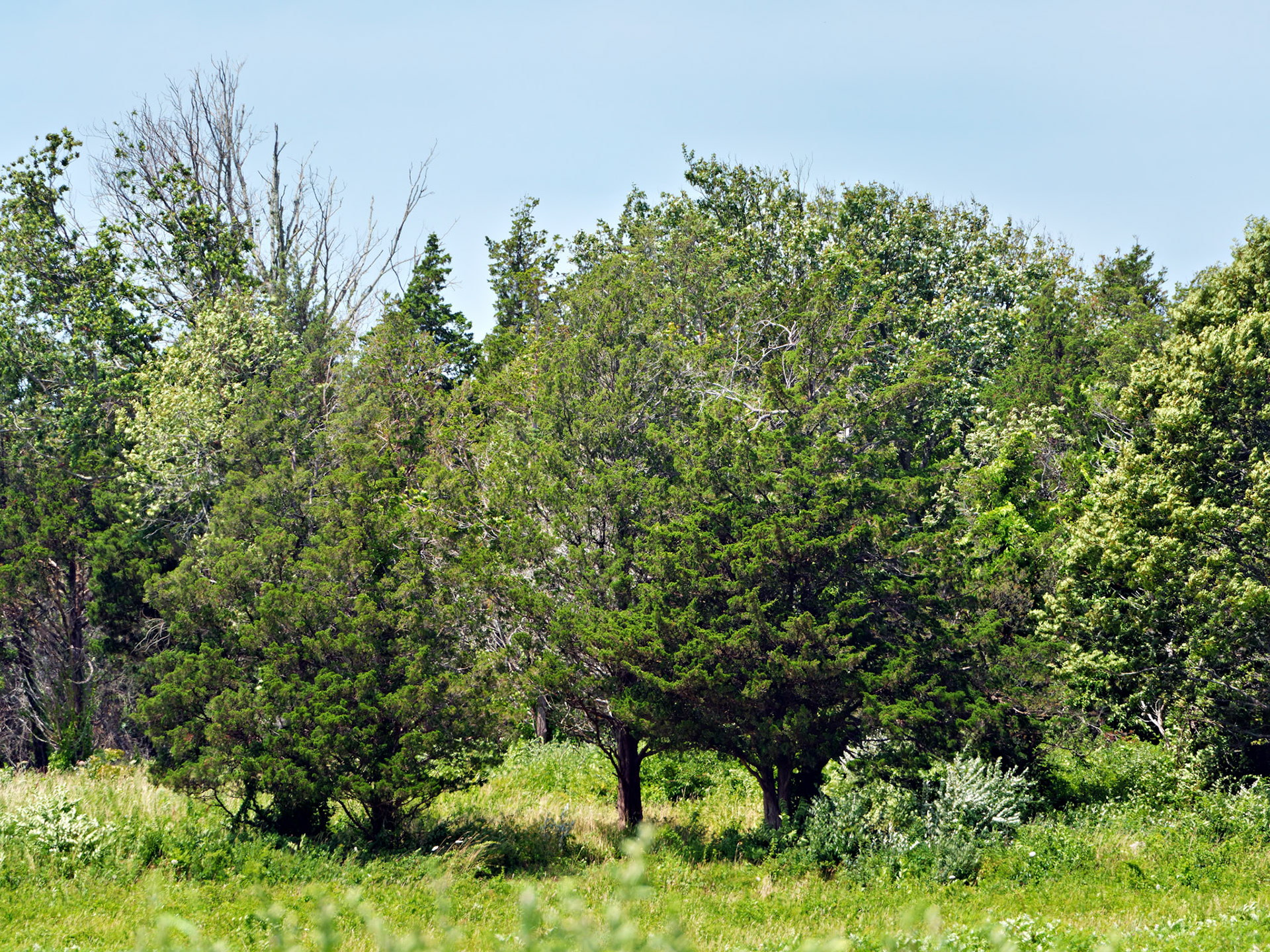MA_CapeCodNatShore_20180723_0018_PS
