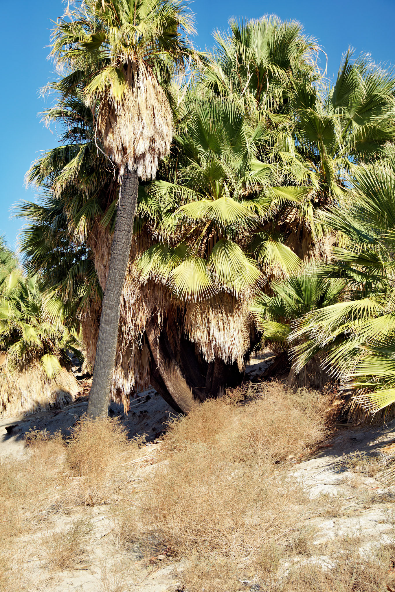 CA_PalmSprings_20111117_0465_PS