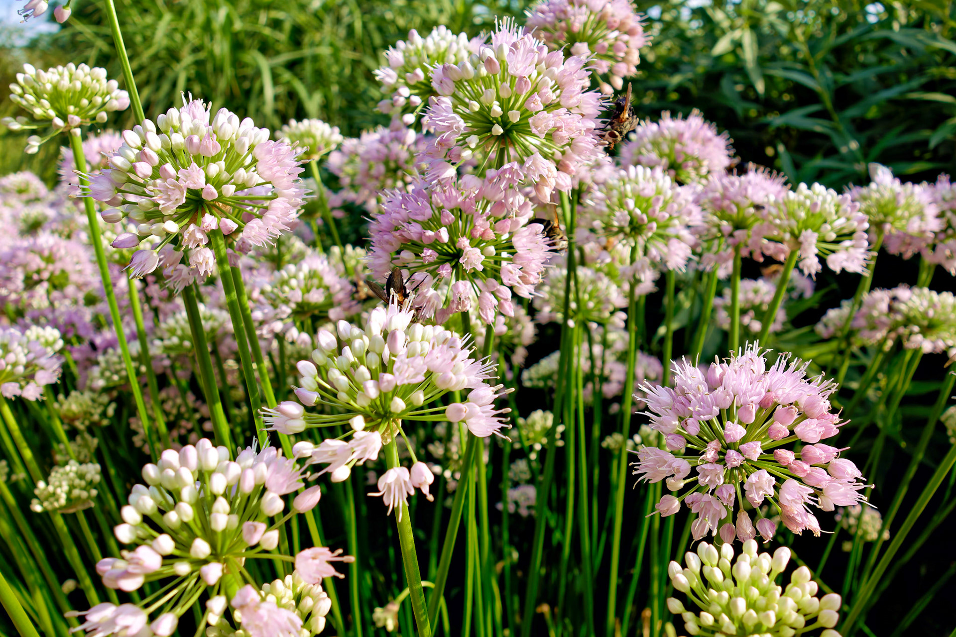 Flowers_20120724_0558_PS