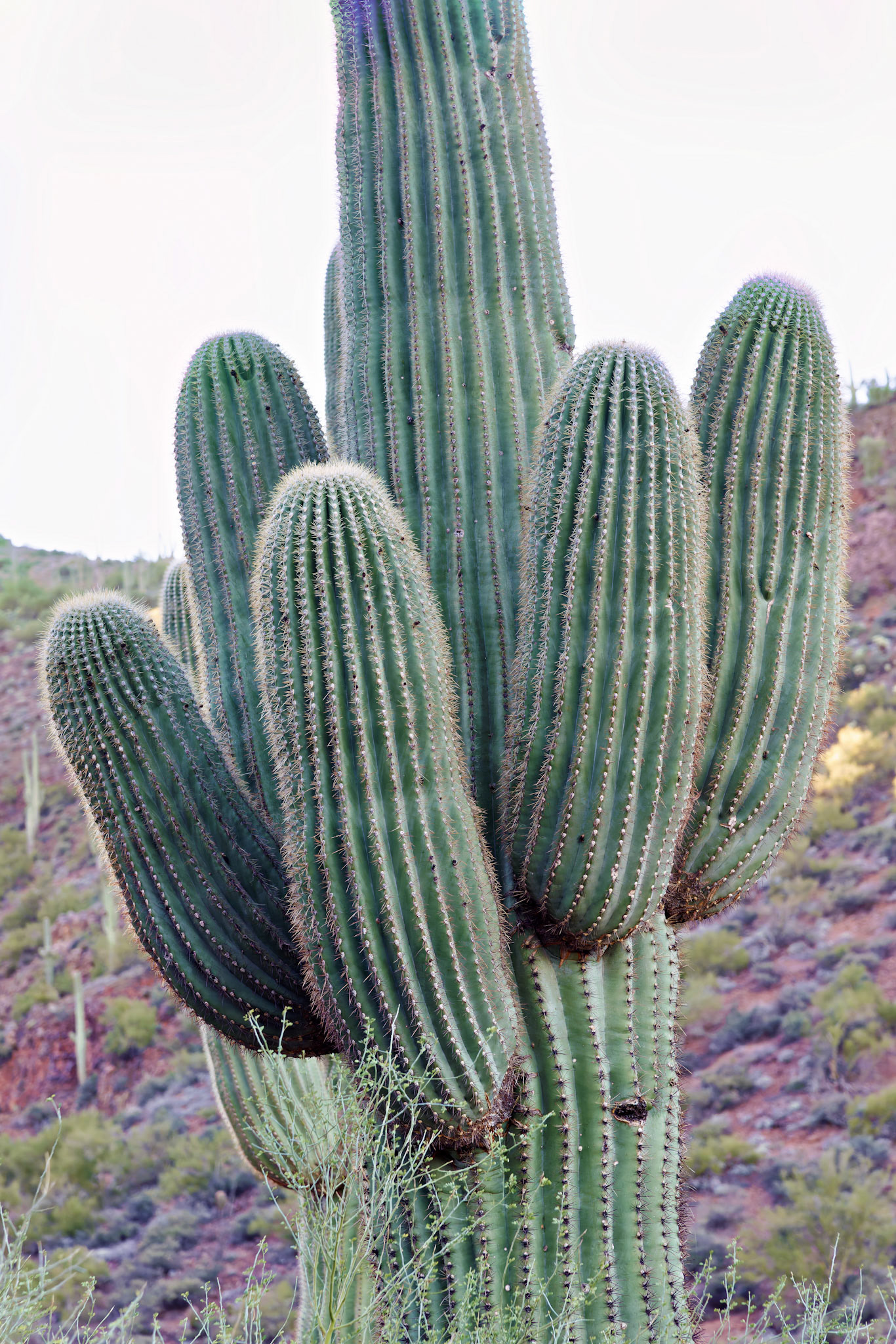 AZ_20121210_0462_PS.dng
