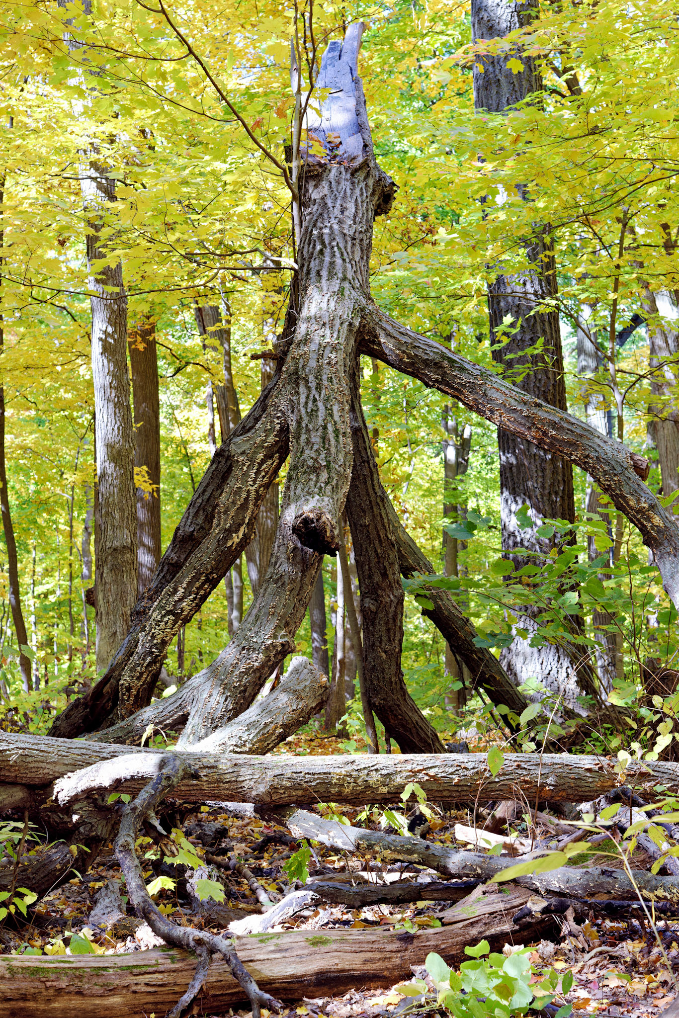IL_Morton Arboretum_20121012_0570_PS