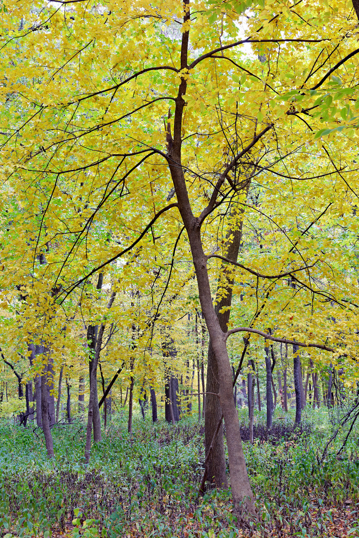 IL_Morton Arboretum_20121005_0528_PS