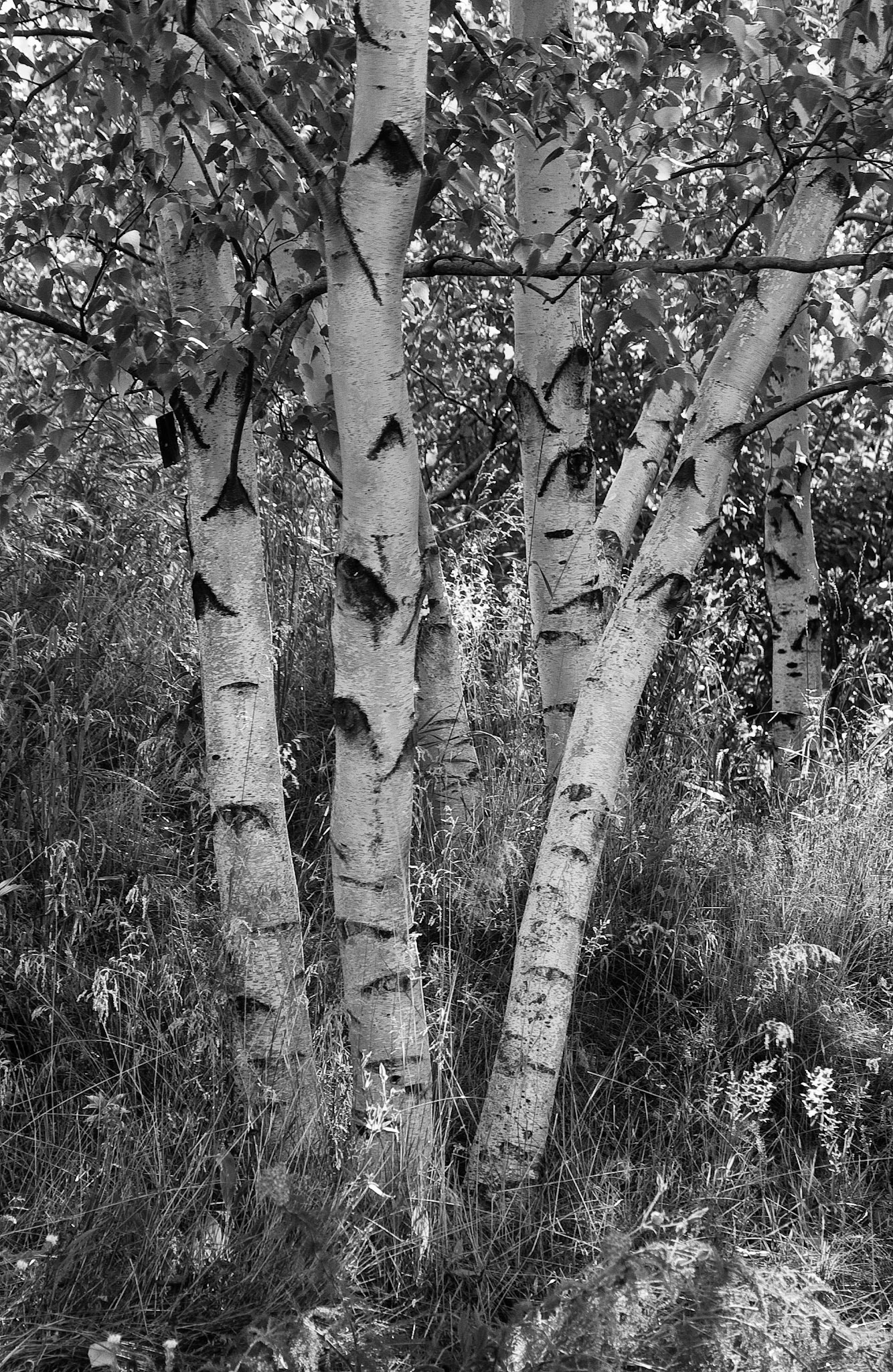 Black &amp; White 00049