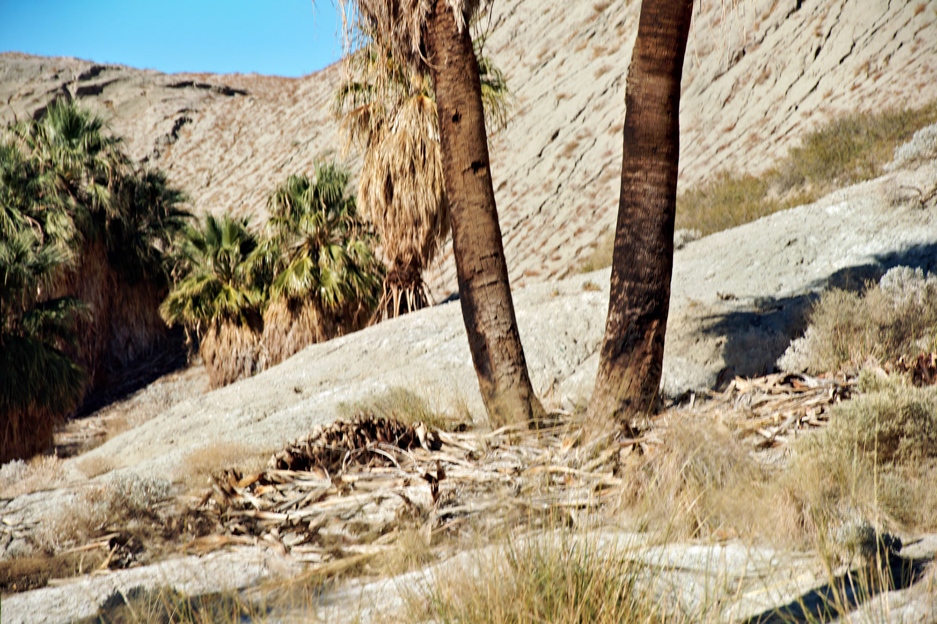 CA_PalmSprings_20111117_0490_PS