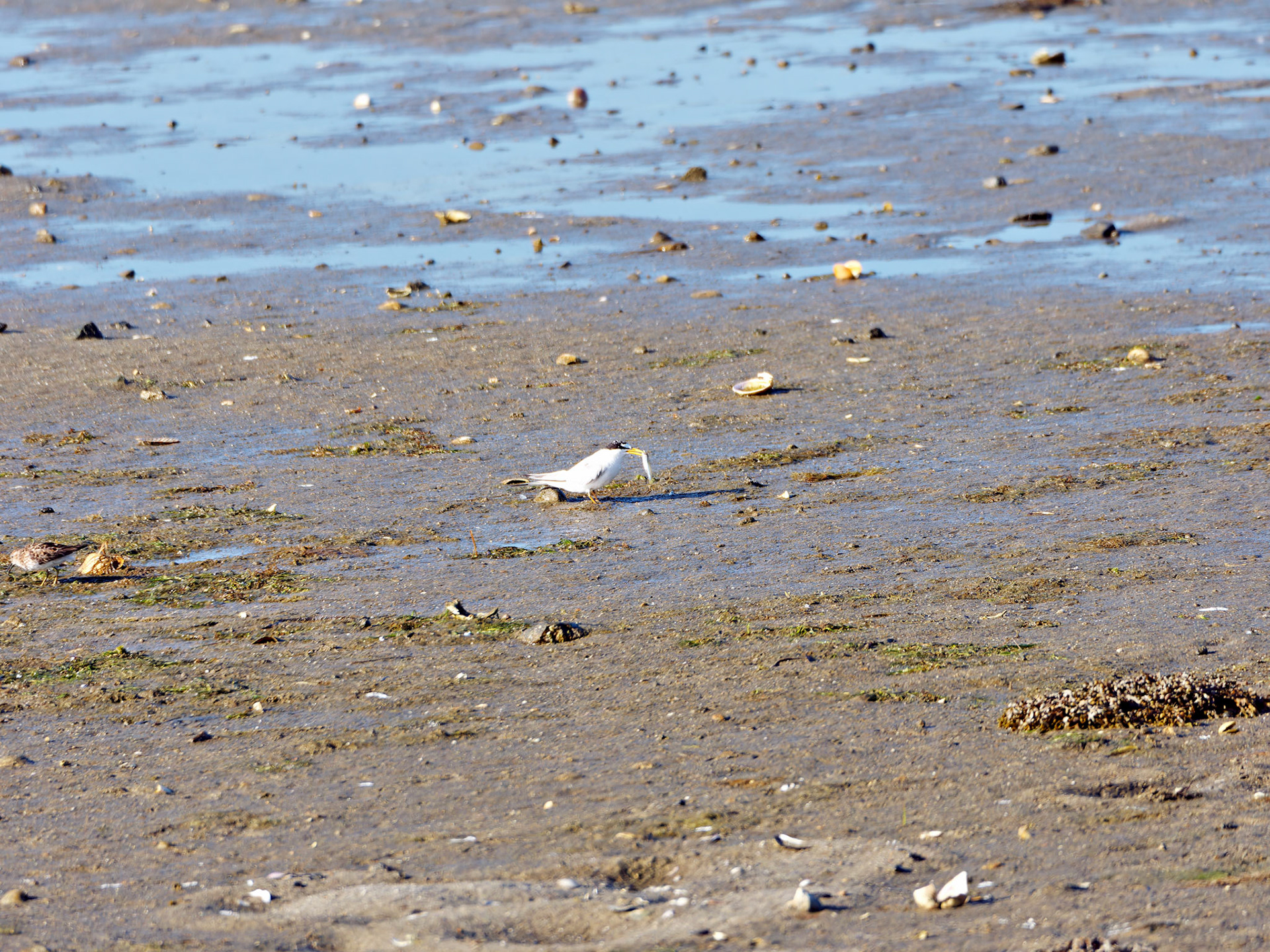 MA_CapeCod_20180724_0403_PS