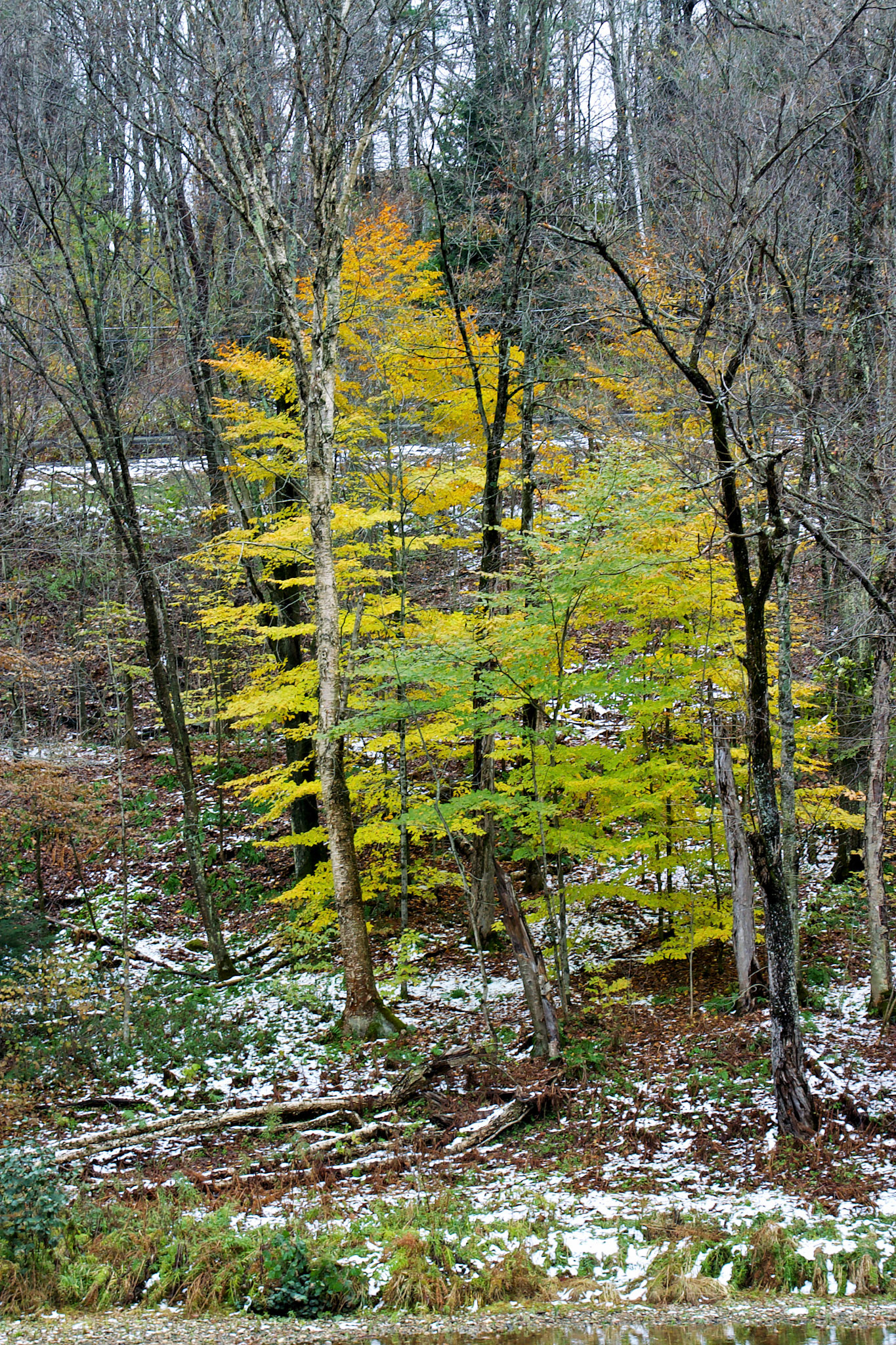 CT_20021028_0001_PS