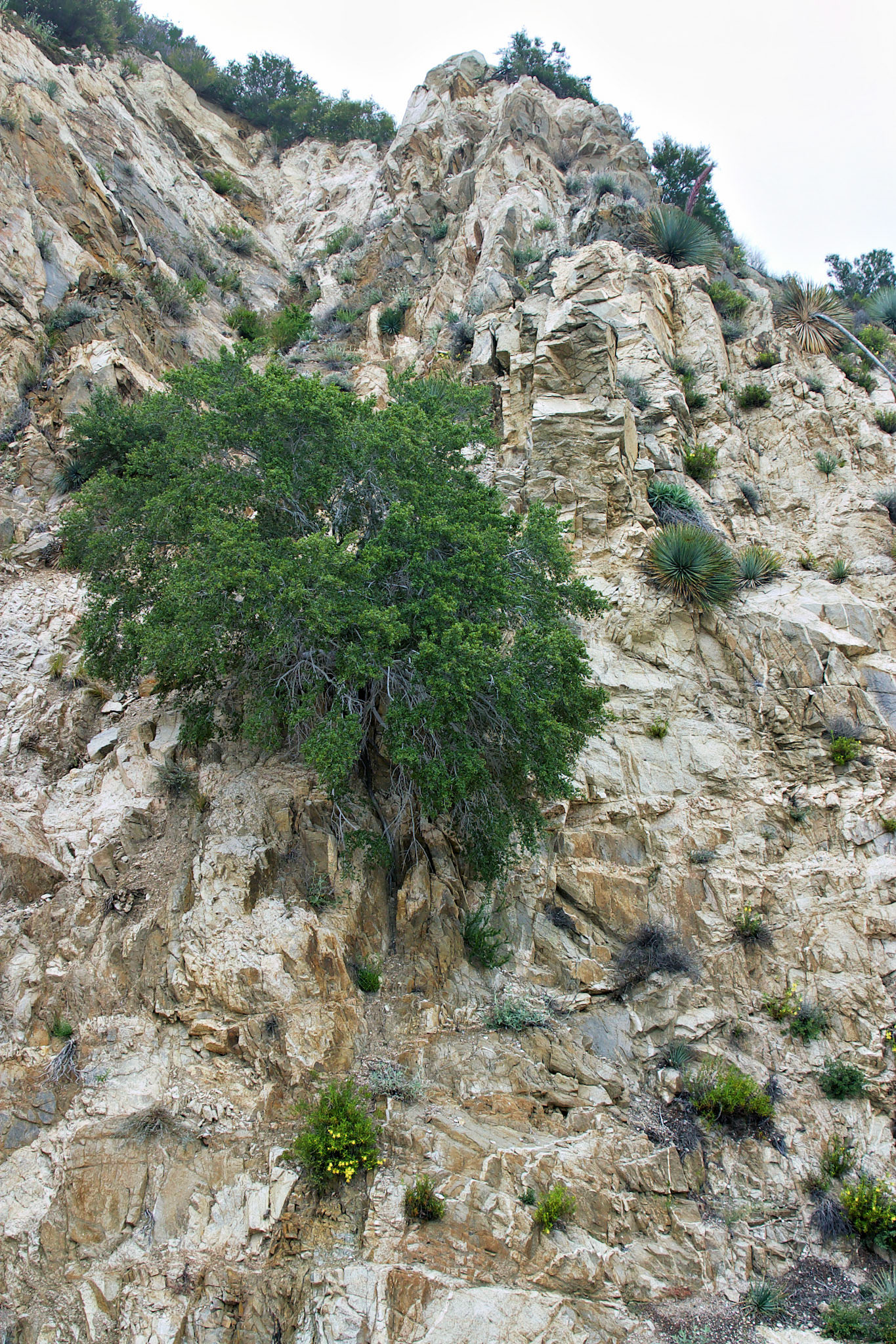 CA_LA_20030514_0017_PS