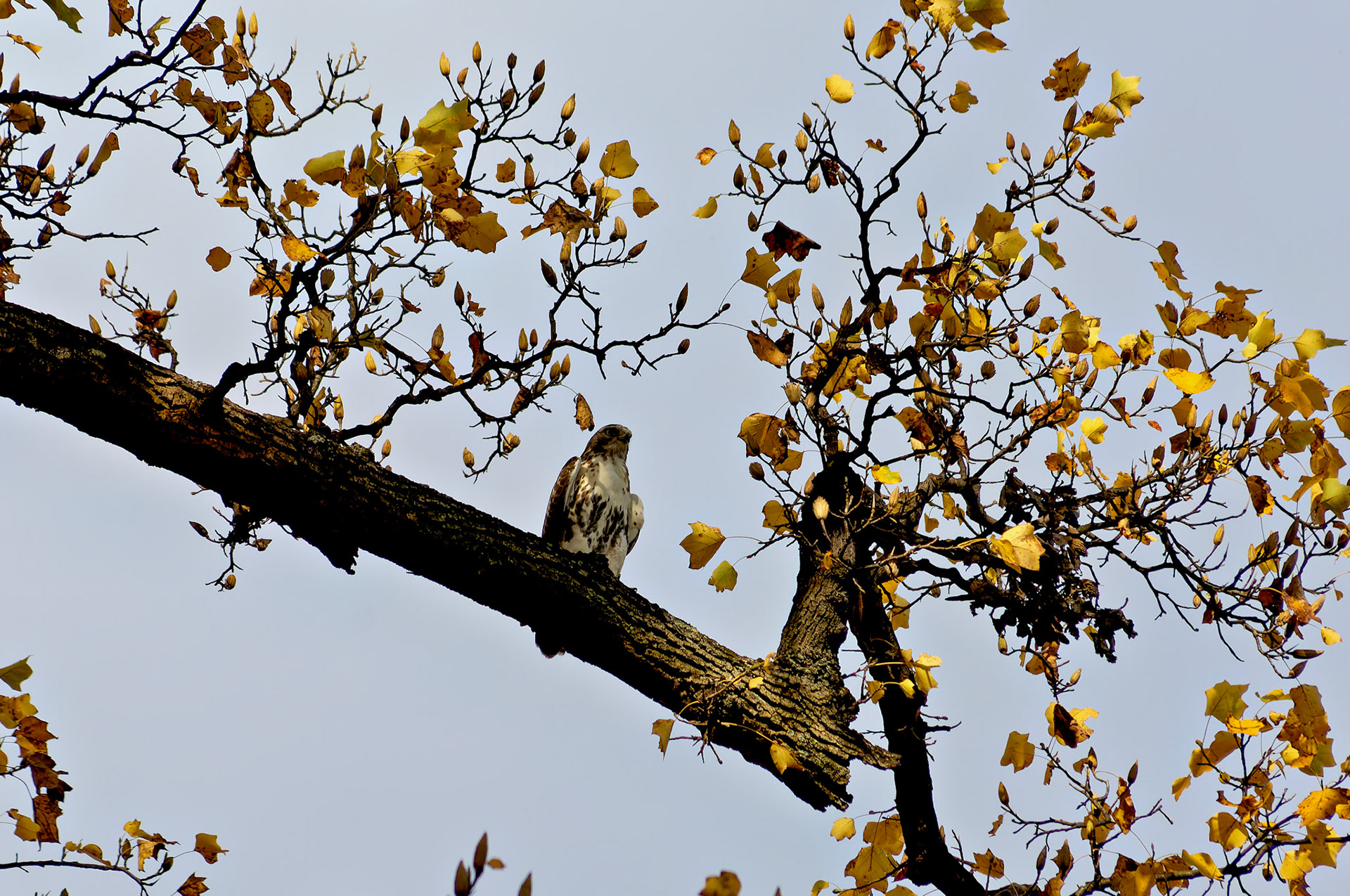 Birds_Wildlife_20051105_0154_PS
