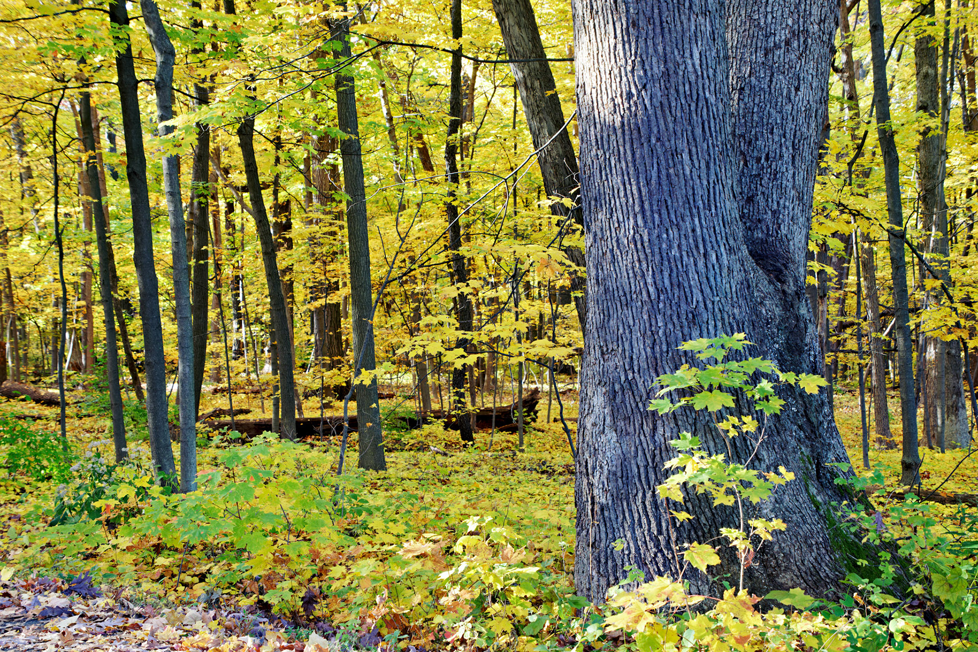 IL_Morton Arboretum_20141022_0610_PS