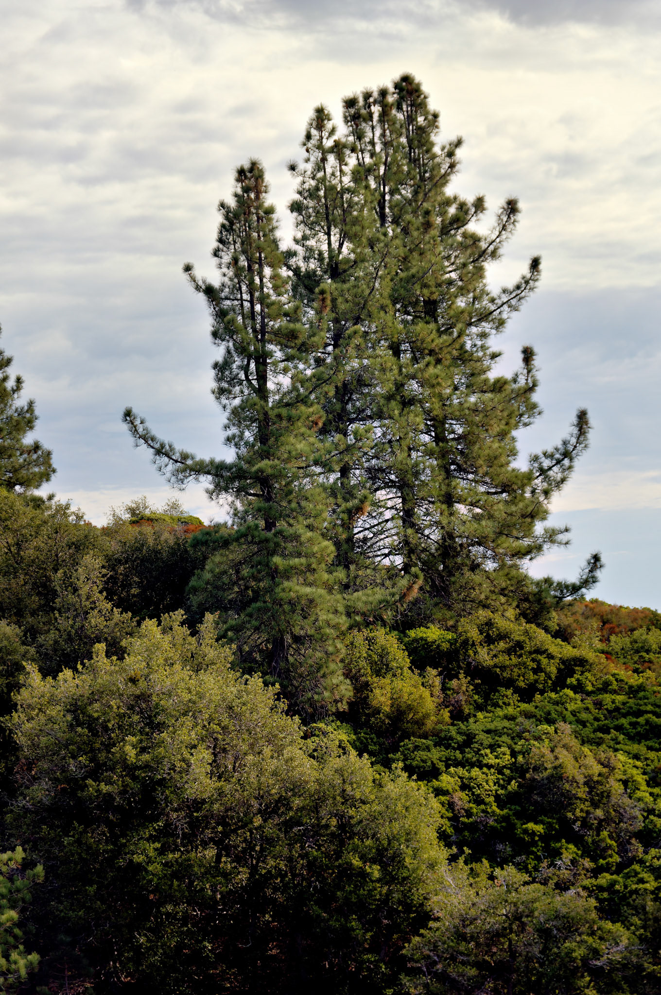 CA_LA_20051220_0285_PS