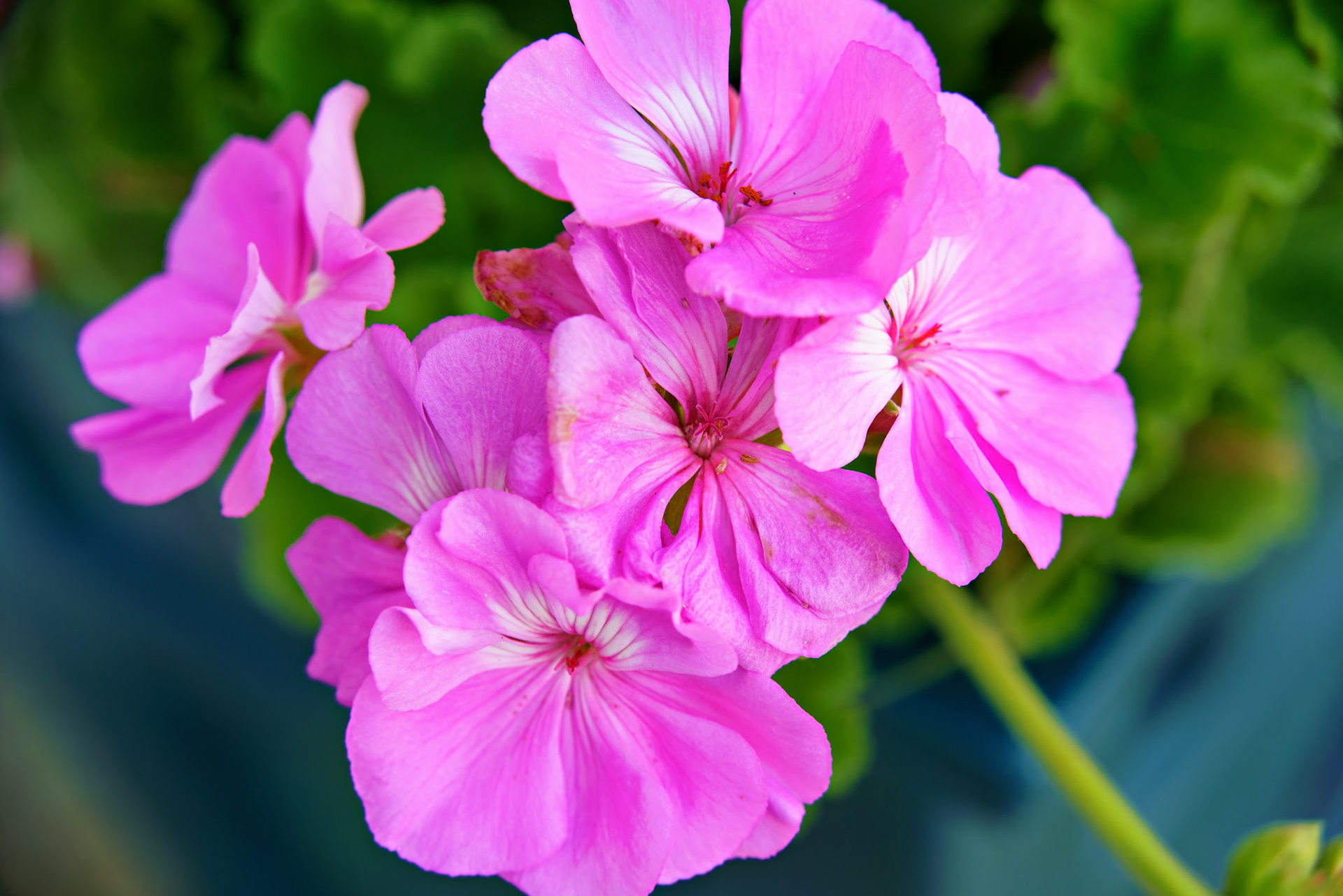 Flowers_20200724_0811_PS